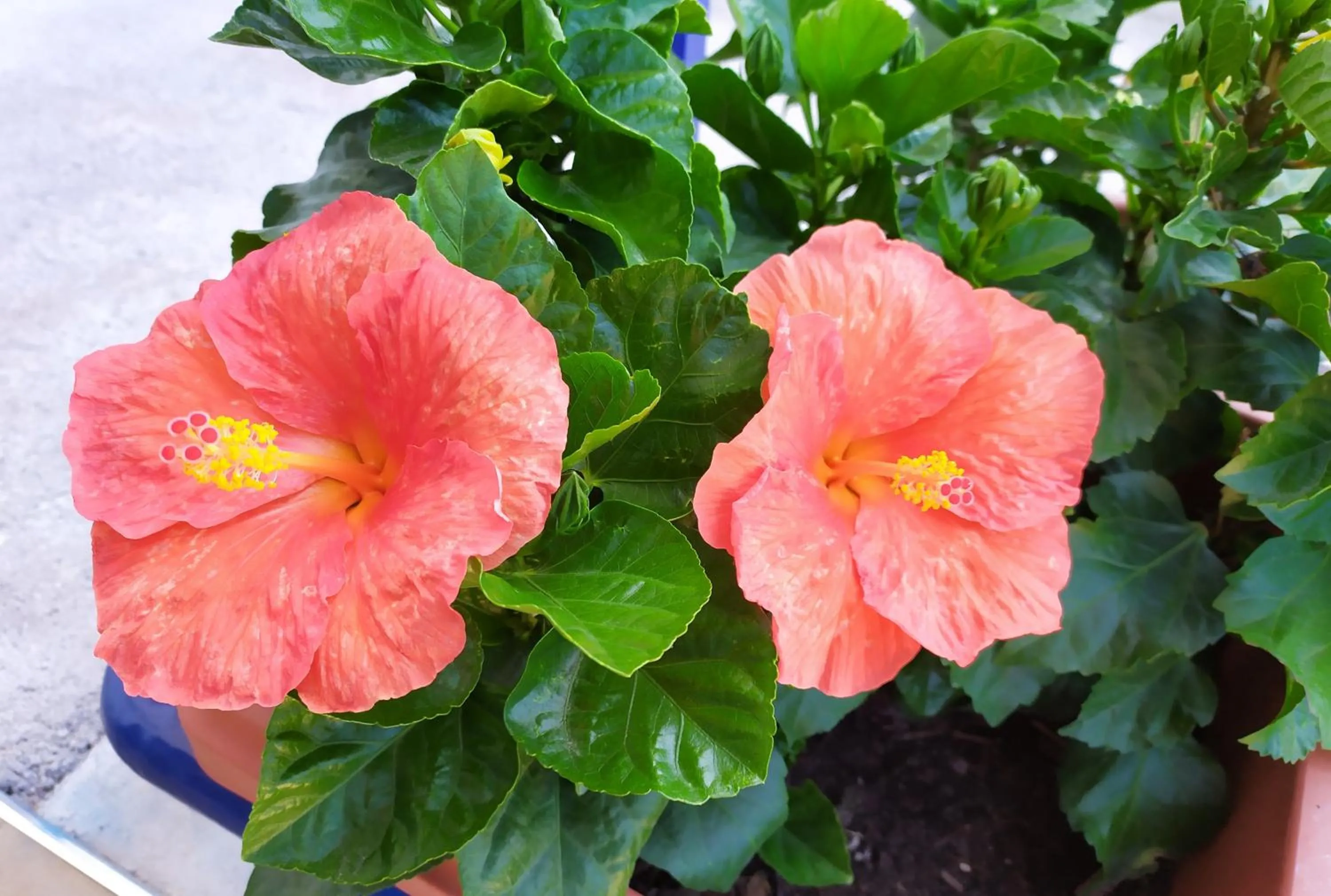 Garden in Coccinella