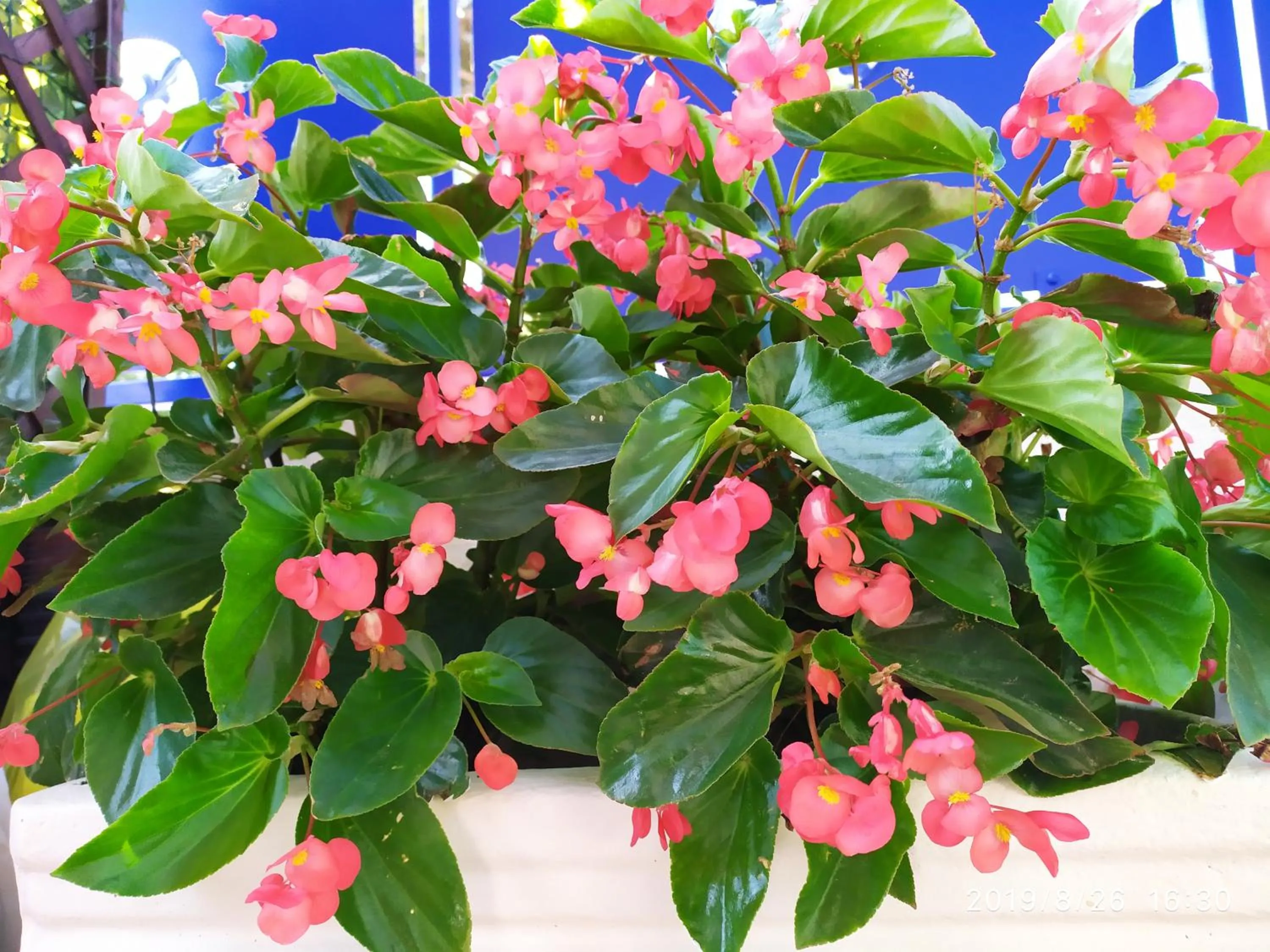 Garden in Coccinella