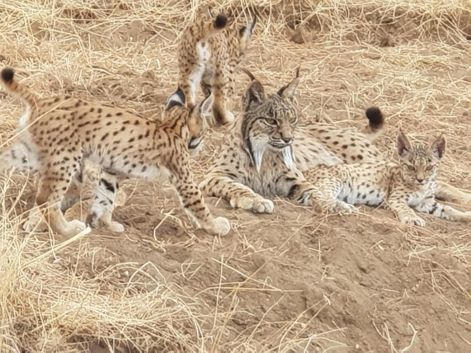 Activities in Hacienda Olontigi