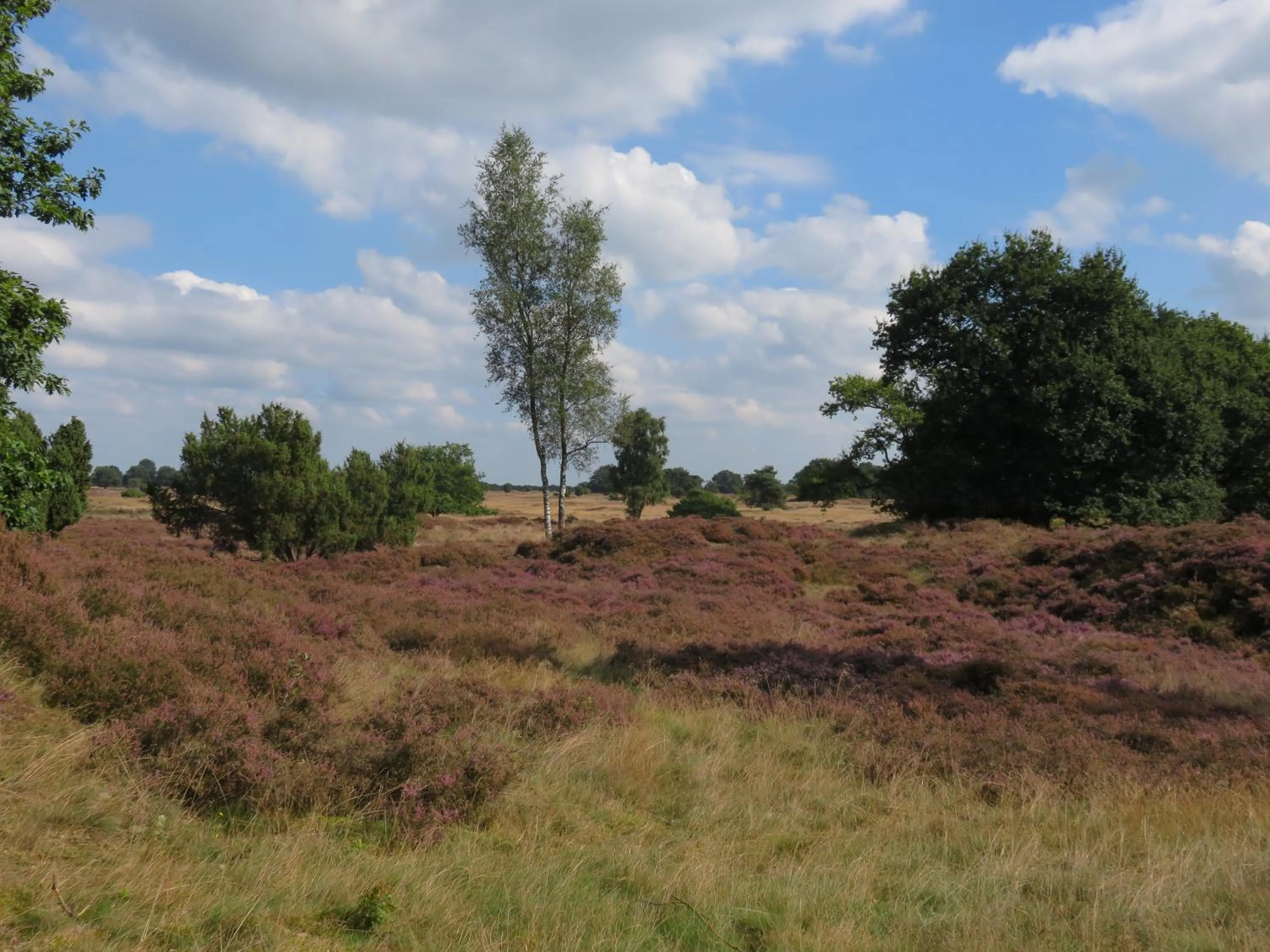 Natural landscape in Drouwenerzand Hotel