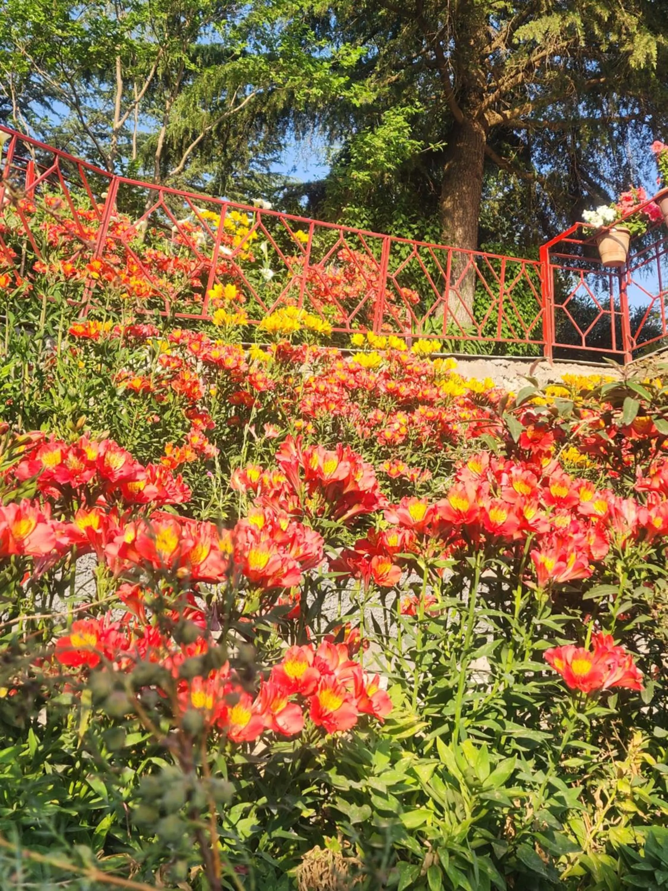 The Chalets Naldehra