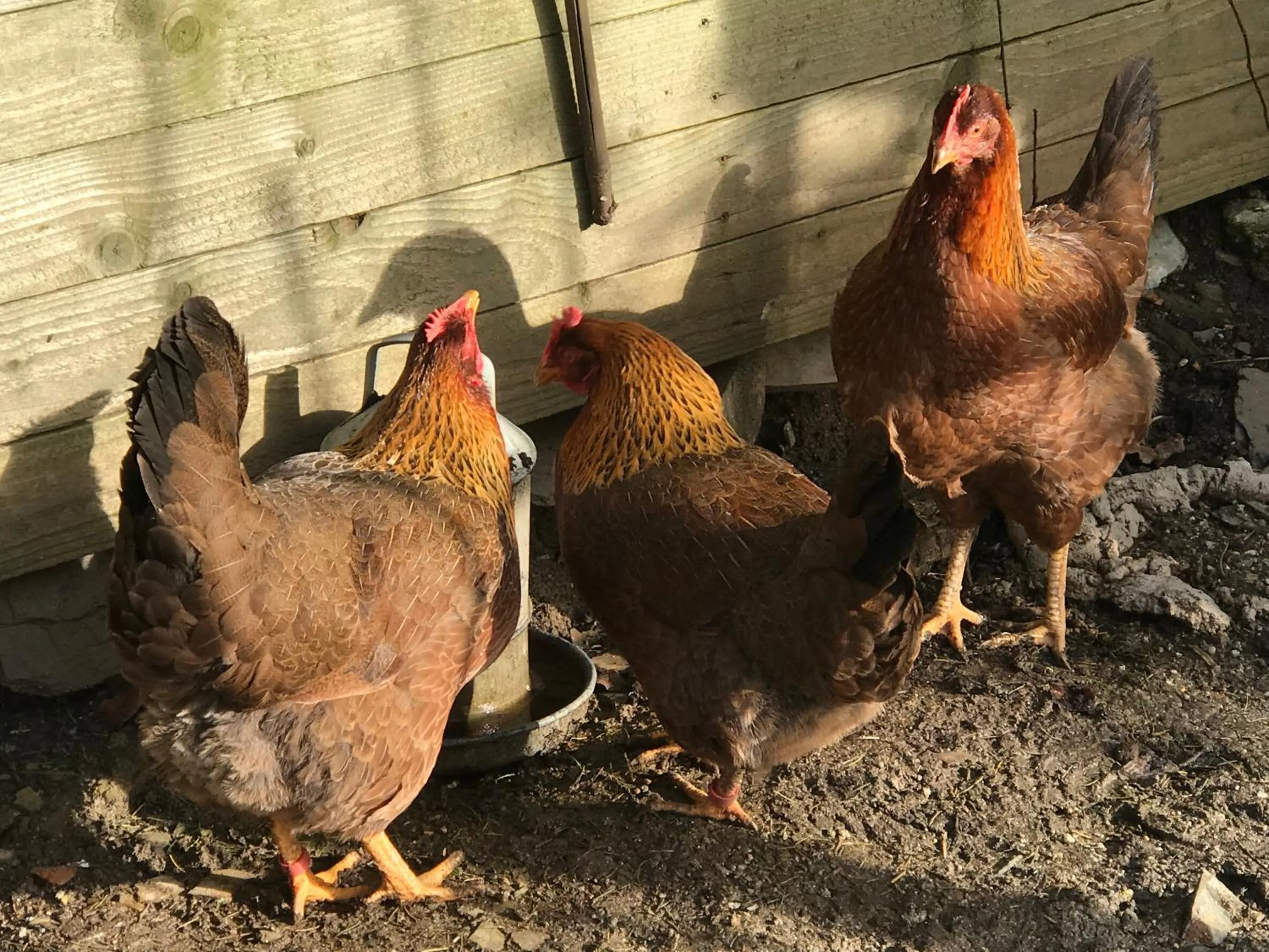 Animals in SPRING GARDENS B&B