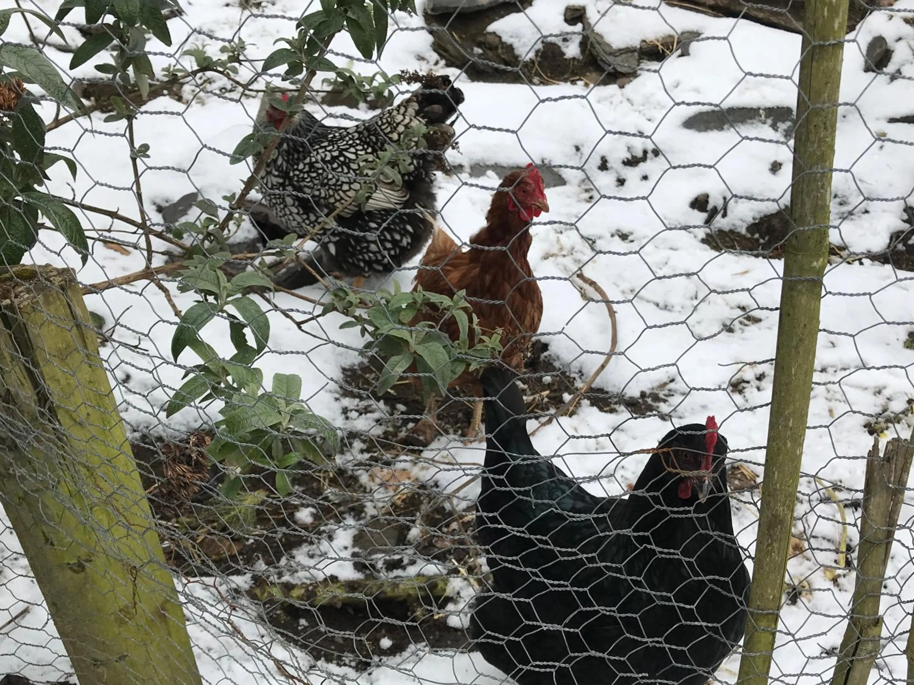 Animals in SPRING GARDENS B&B