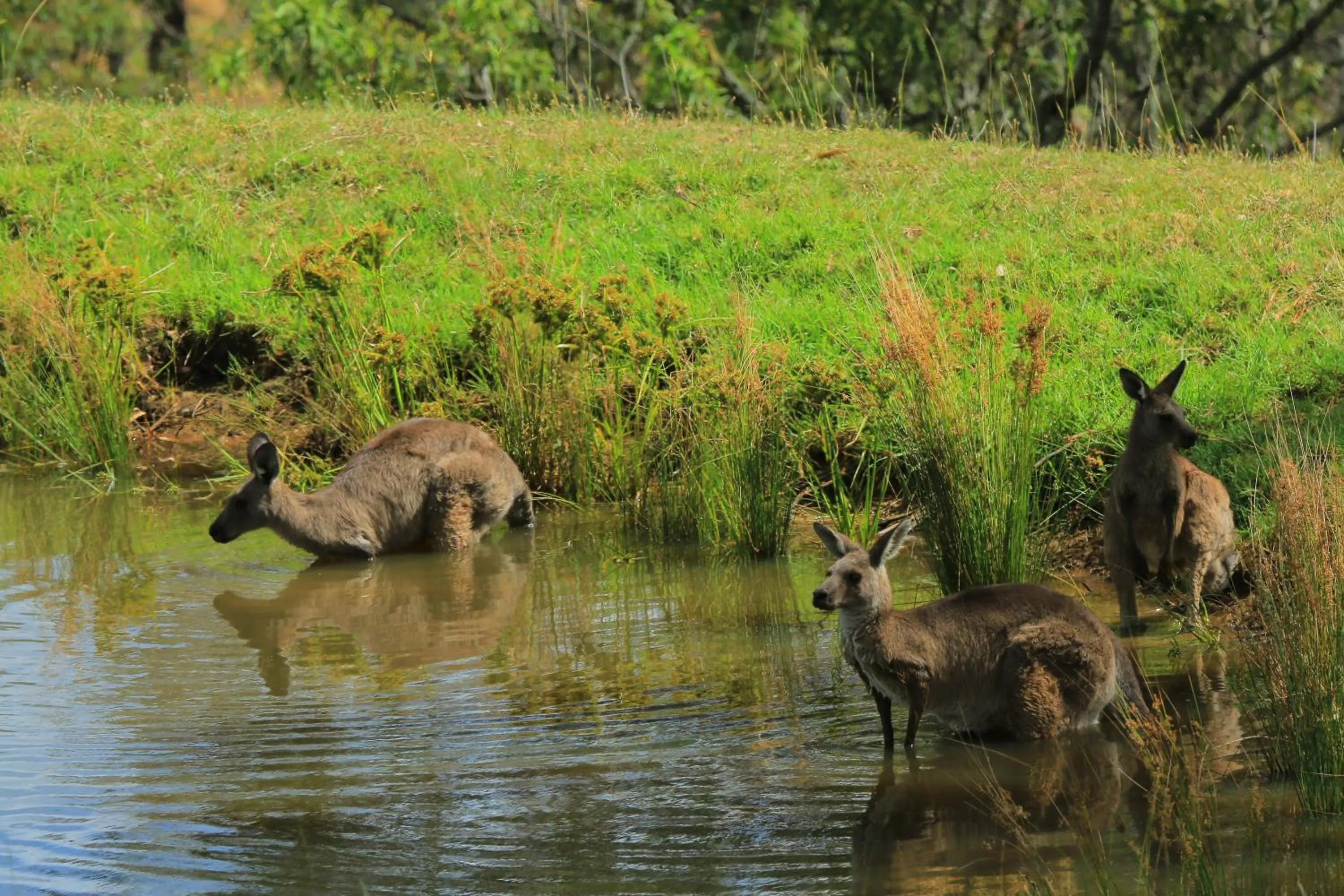 Natural landscape in Wandin Valley Estate