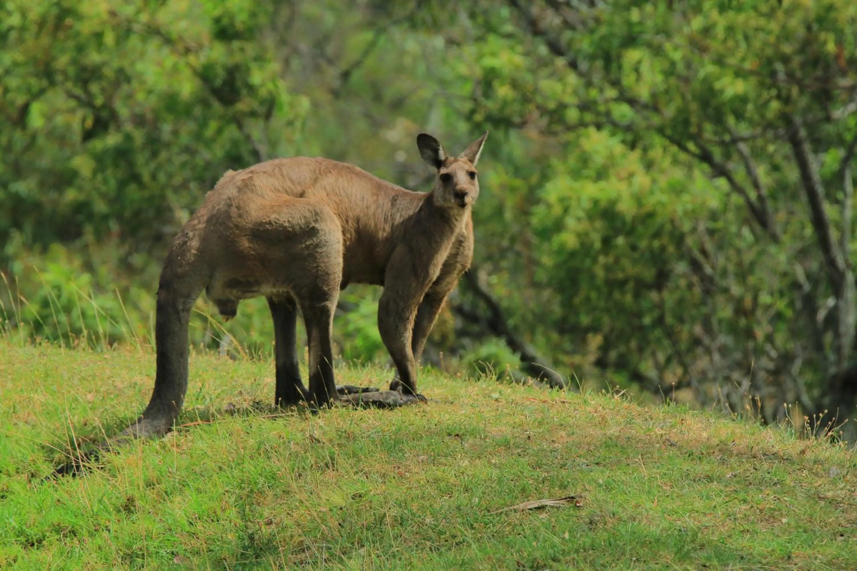 Natural landscape in Wandin Valley Estate