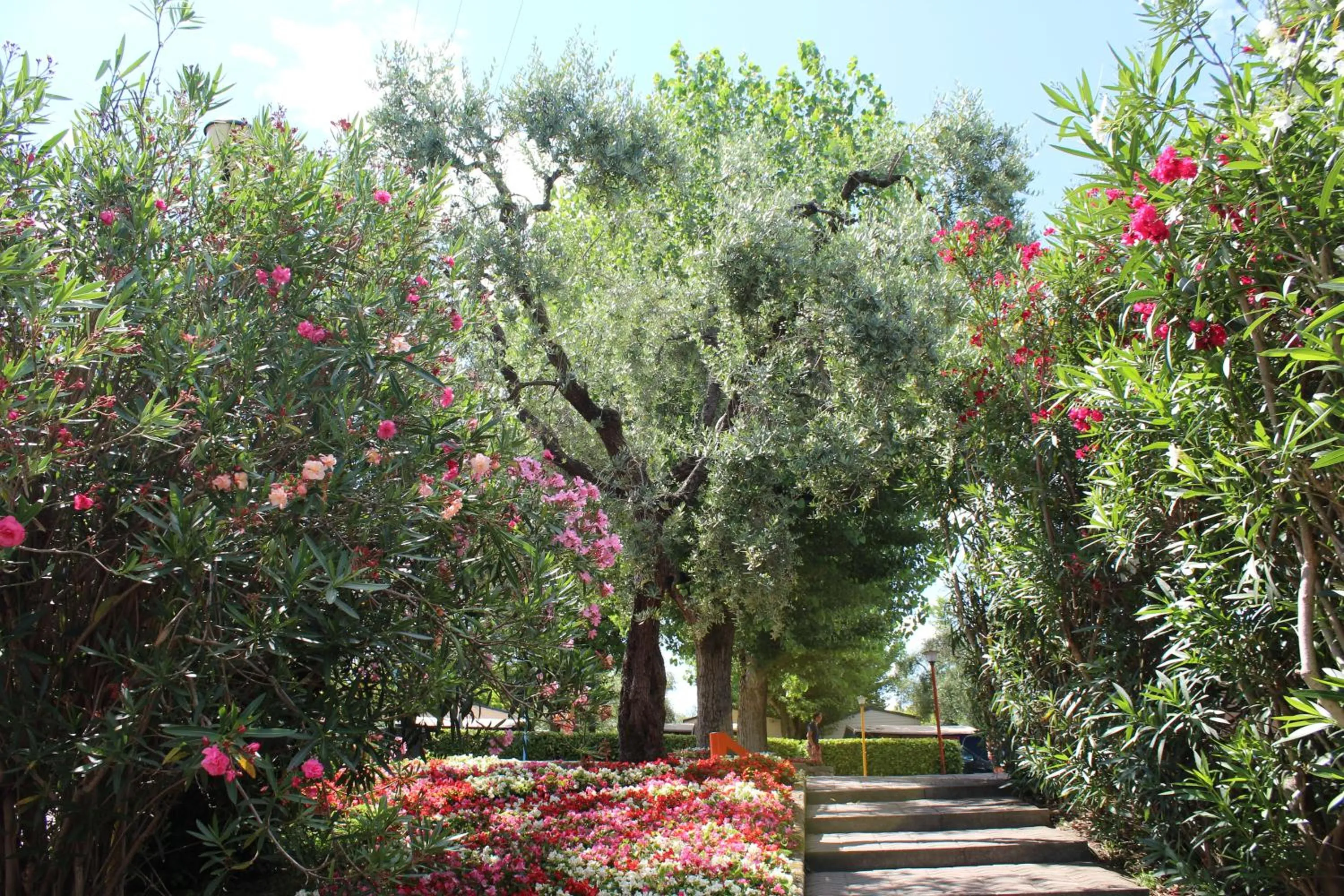 Day in Camping Cisano - San Vito