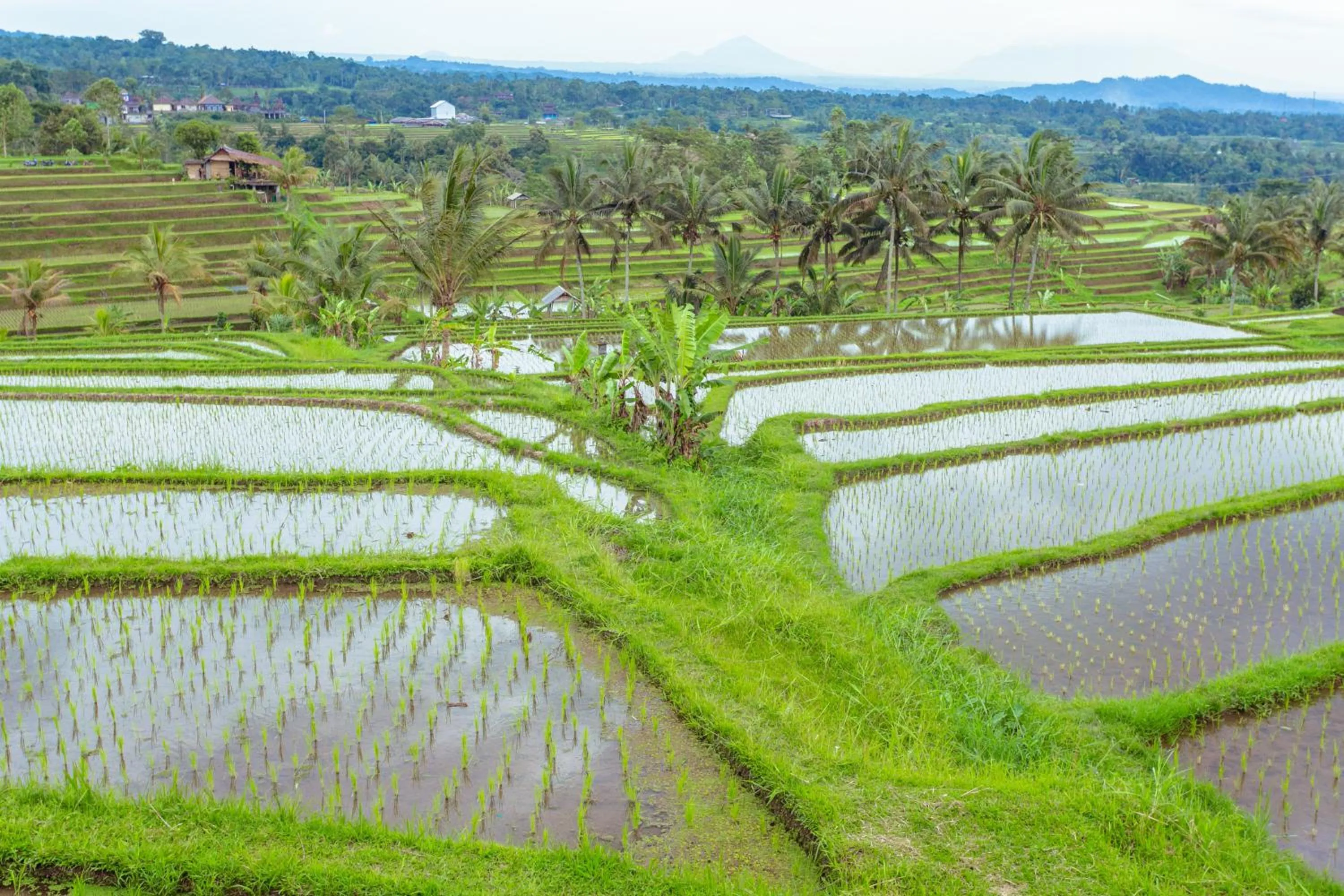 Natural landscape in Bhuana Agung Villa and Restaurant