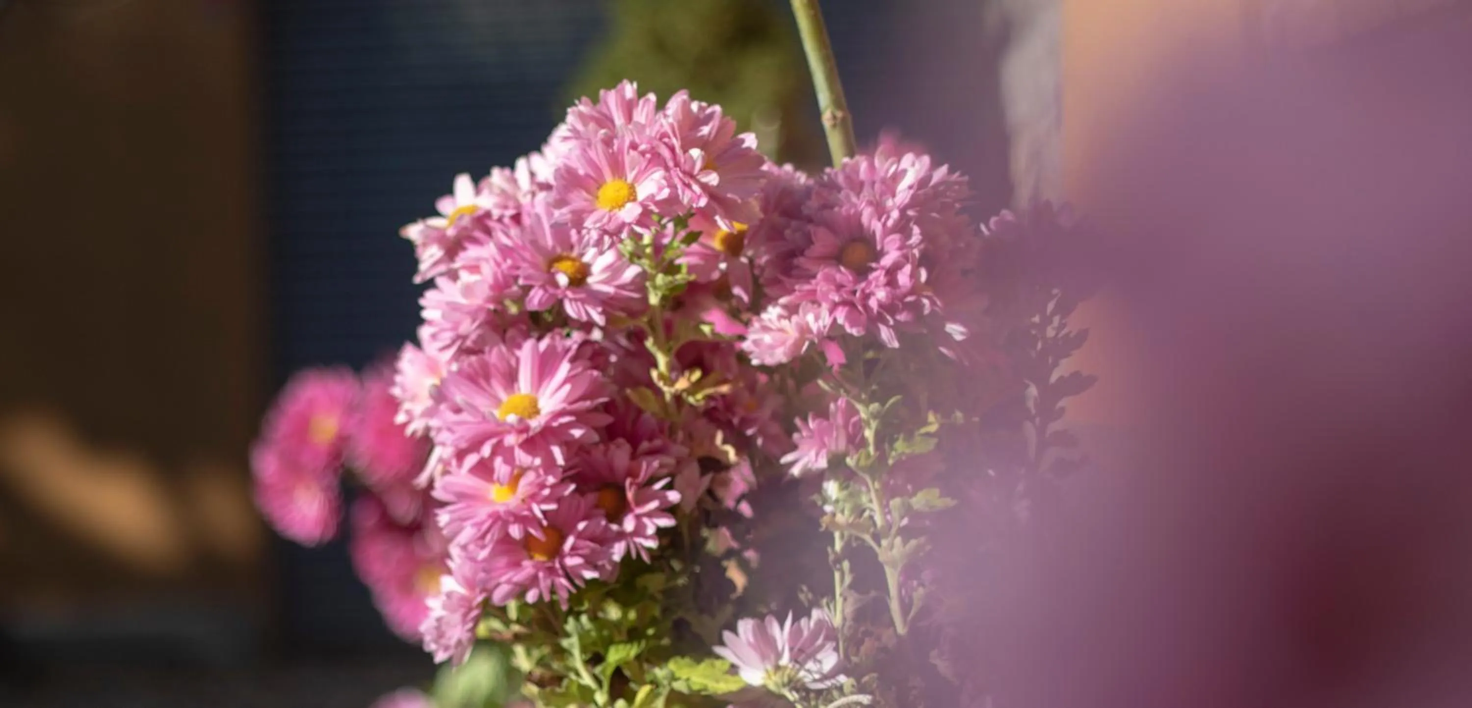 Garden in Can Dalemus