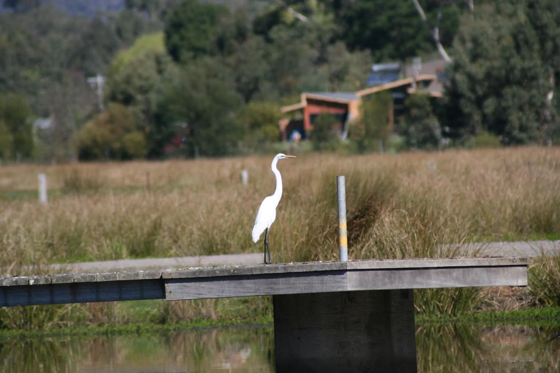 Natural landscape in Bushland