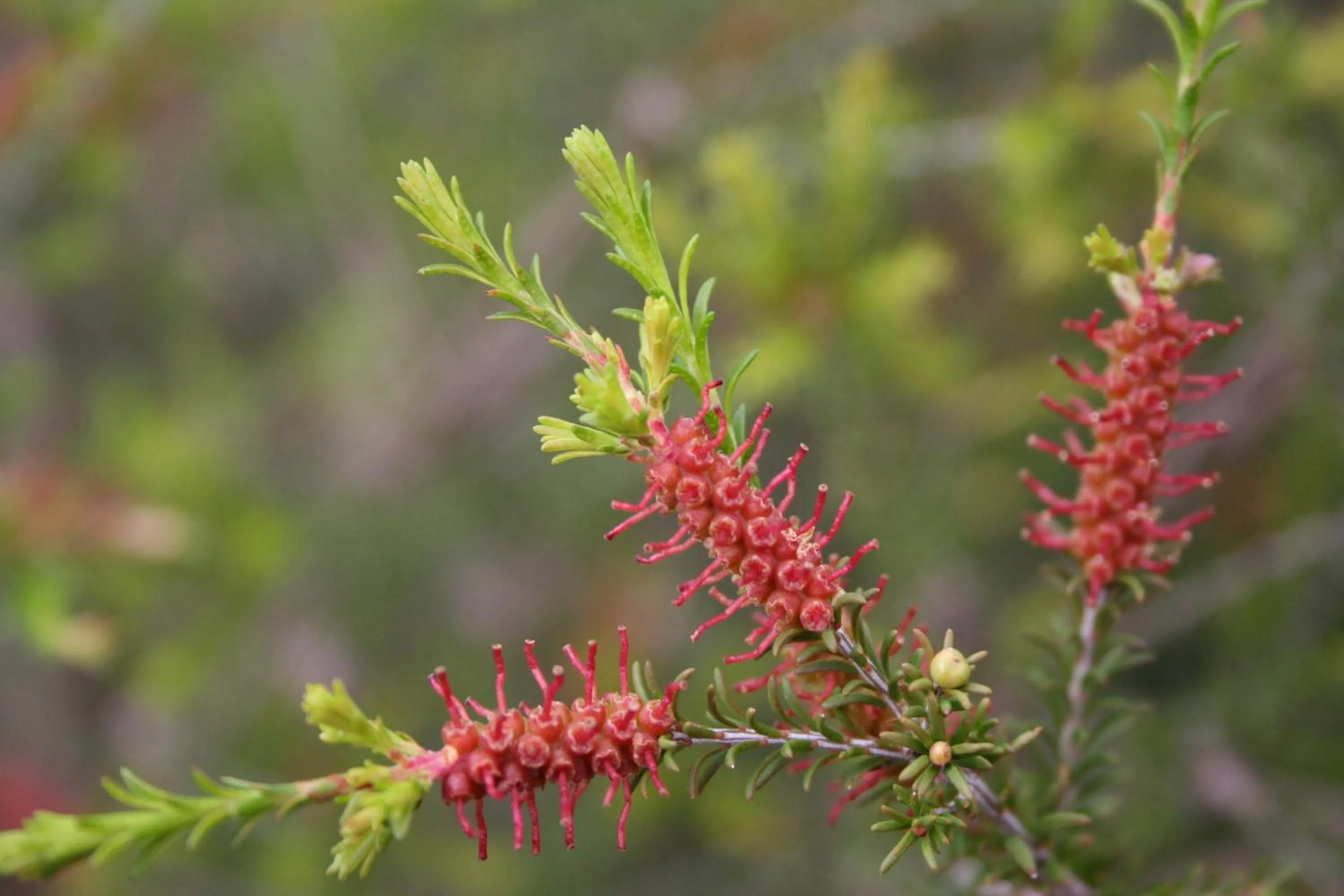 Natural landscape in Bushland