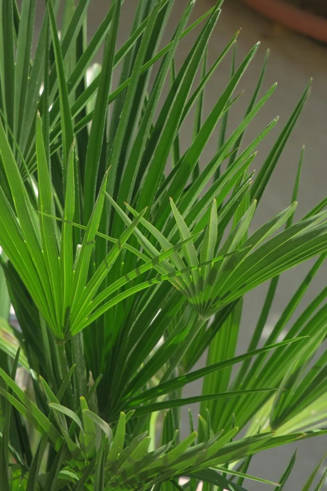 Garden in B&B Le Patio En Ville - Chambres d'hôtes