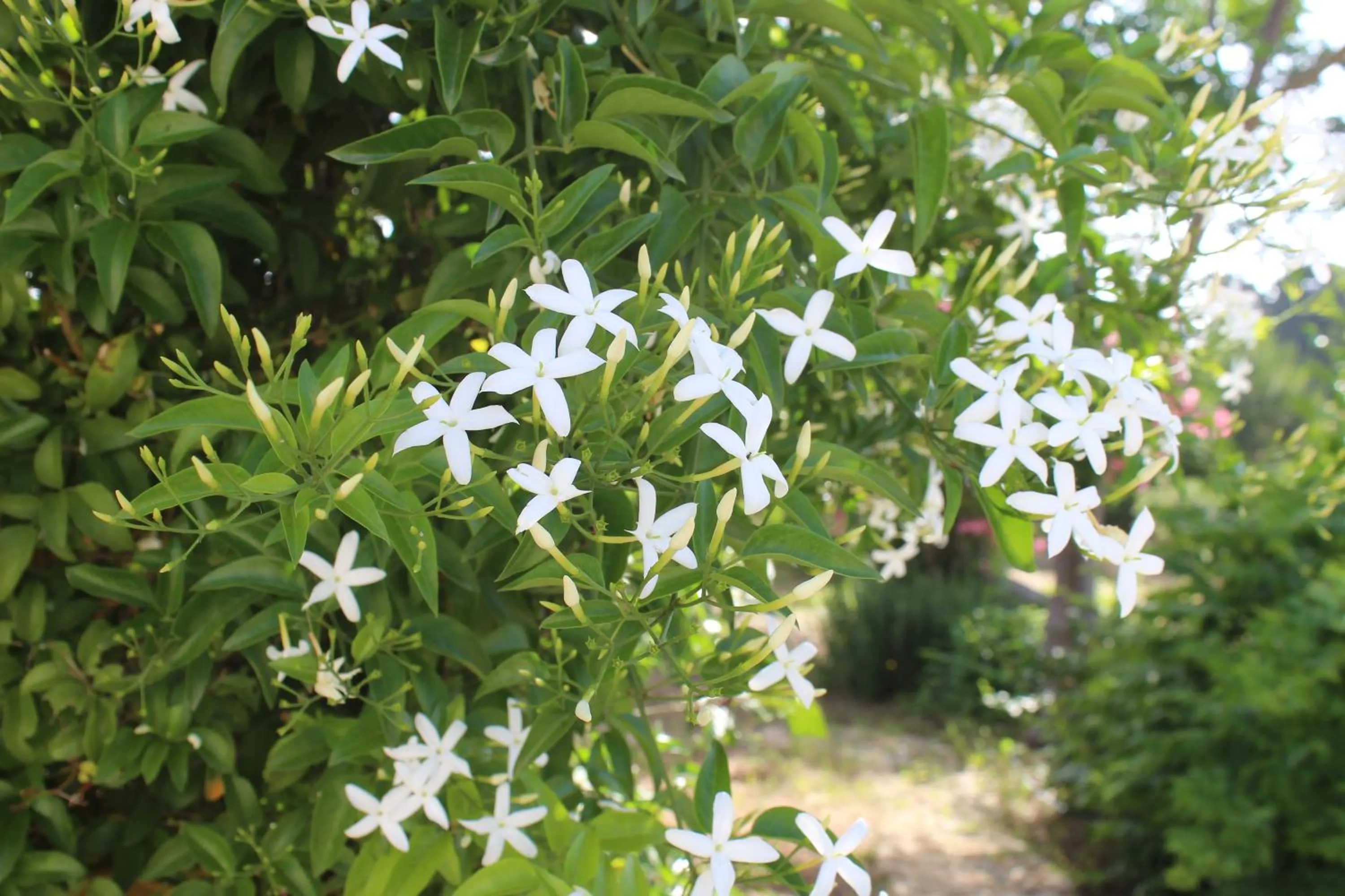 La Lanterna delle Fate