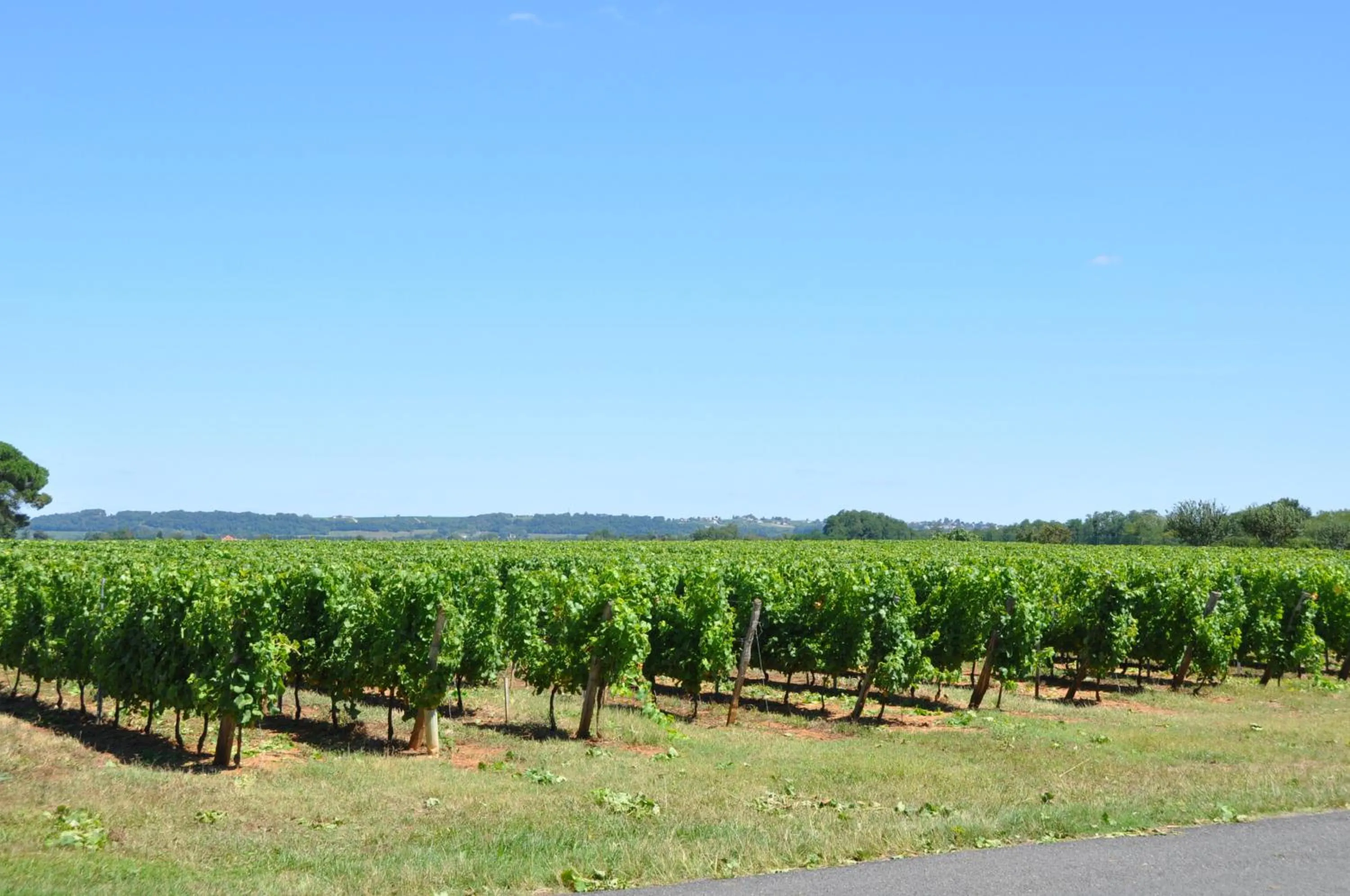 Natural landscape in Chambre d'hôtes Sauternais