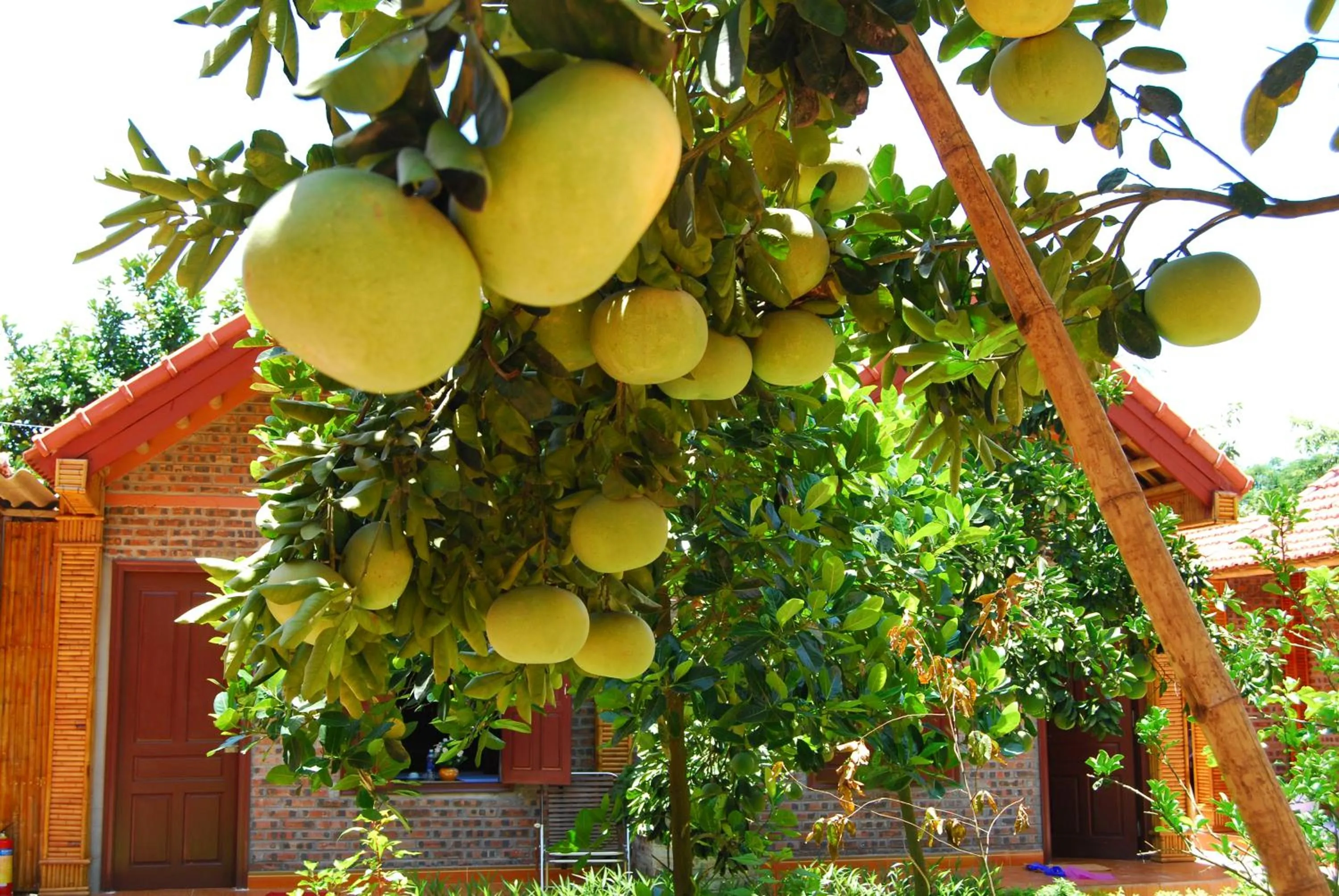 Garden in Tam Coc Westlake Homestay