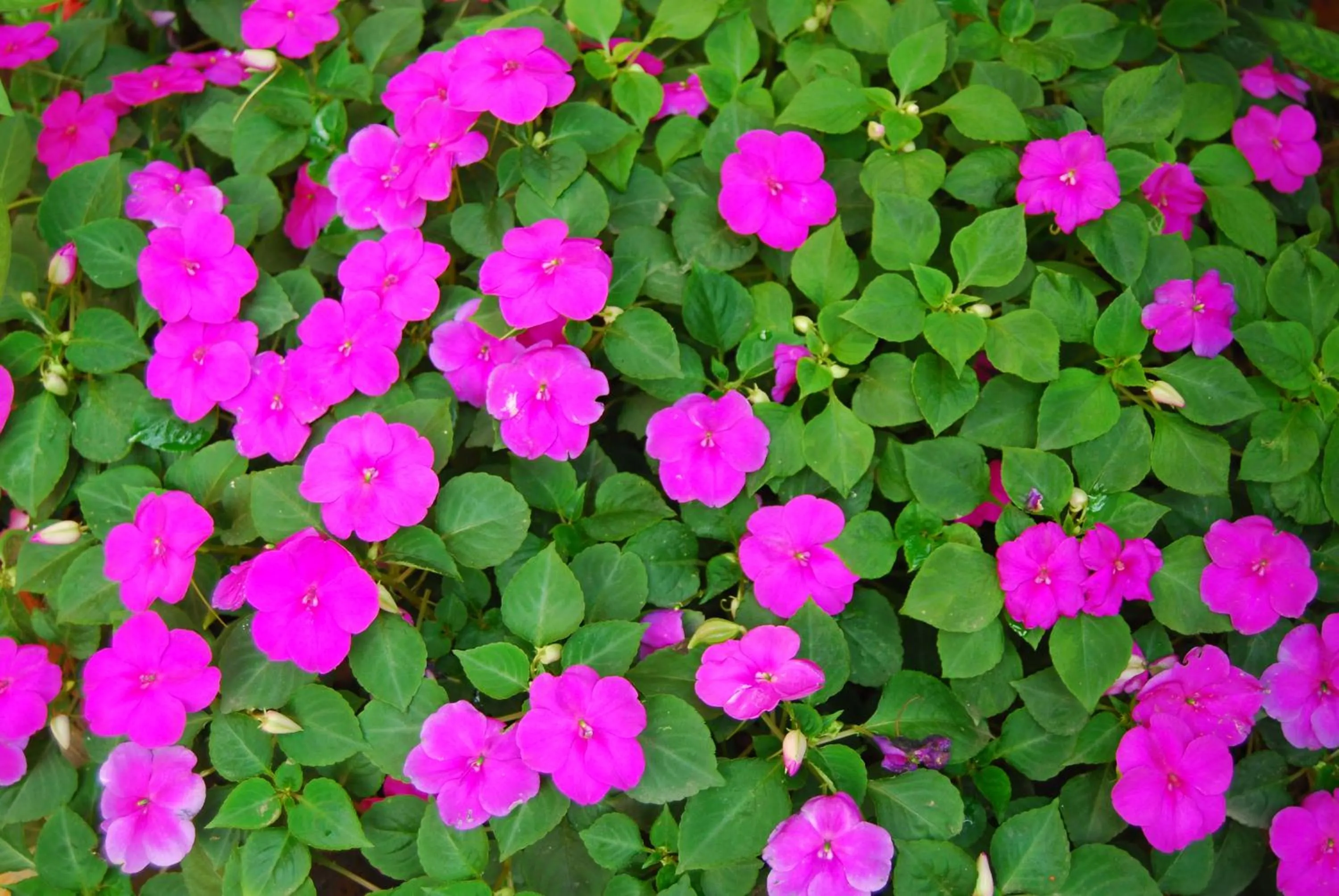 Spring in Tam Coc Westlake Homestay