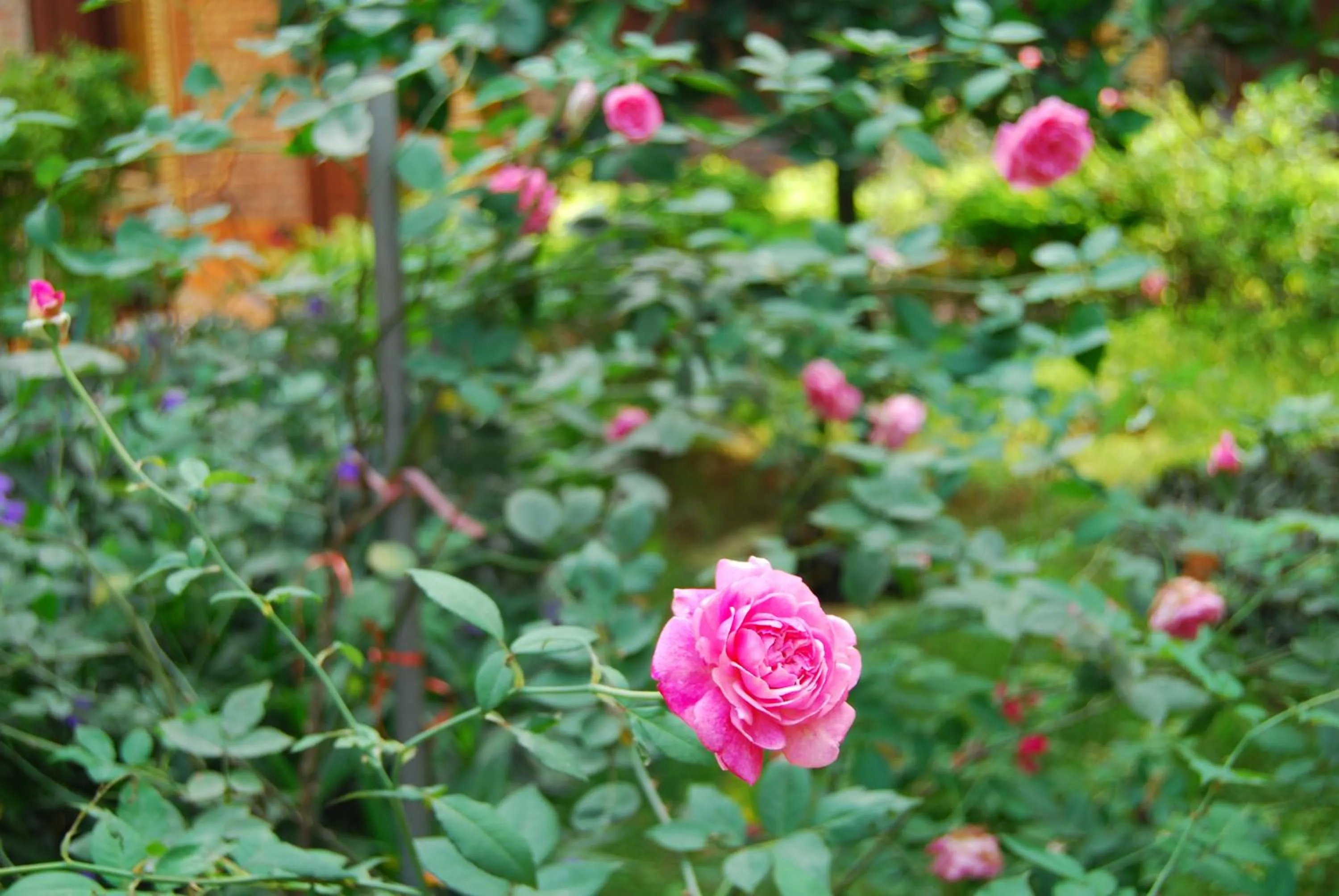 Garden view in Tam Coc Westlake Homestay
