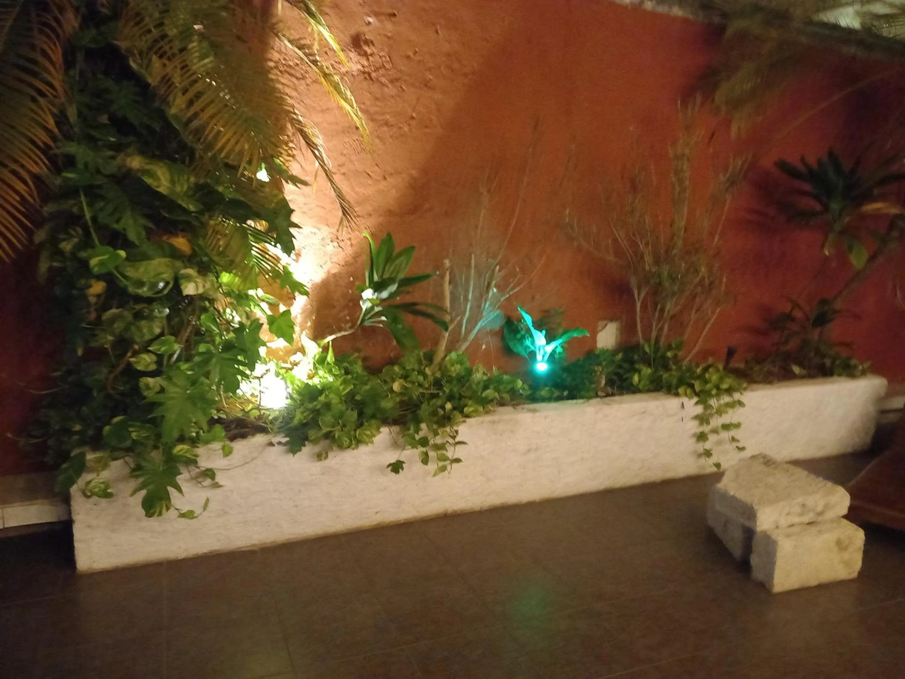 Garden in Hotel Reforma