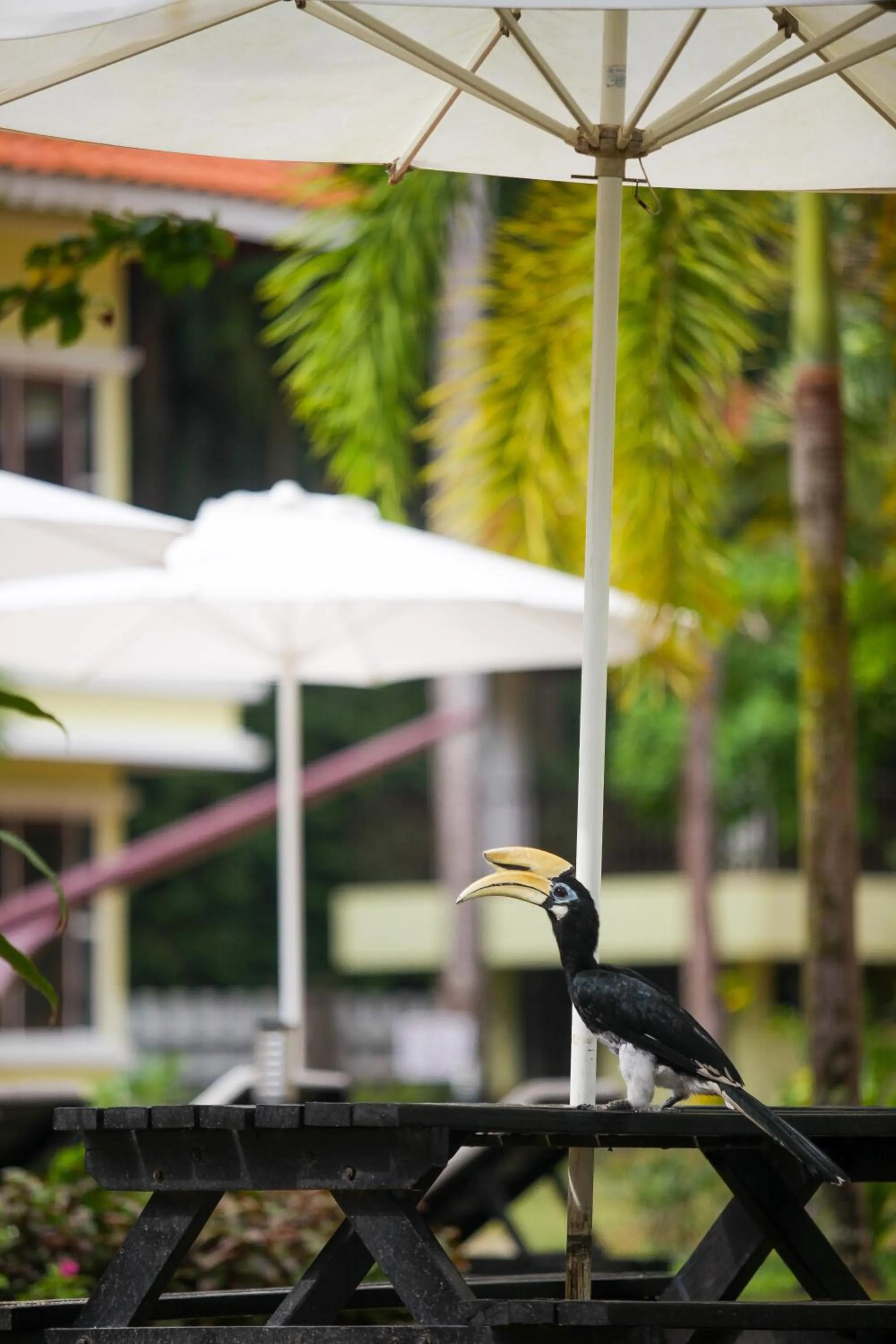 Anjungan Beach Resort