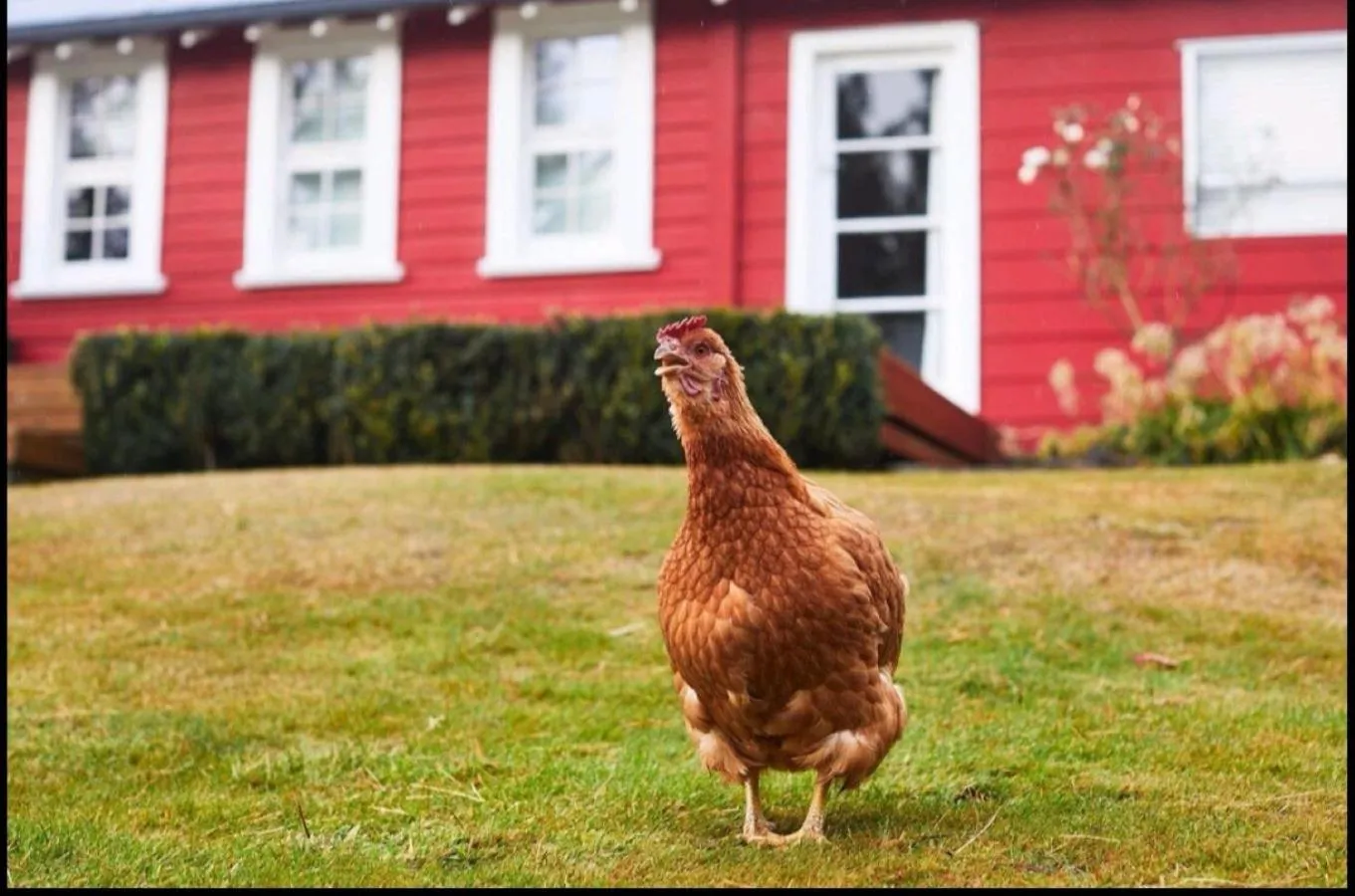 Pets in Little Red School House