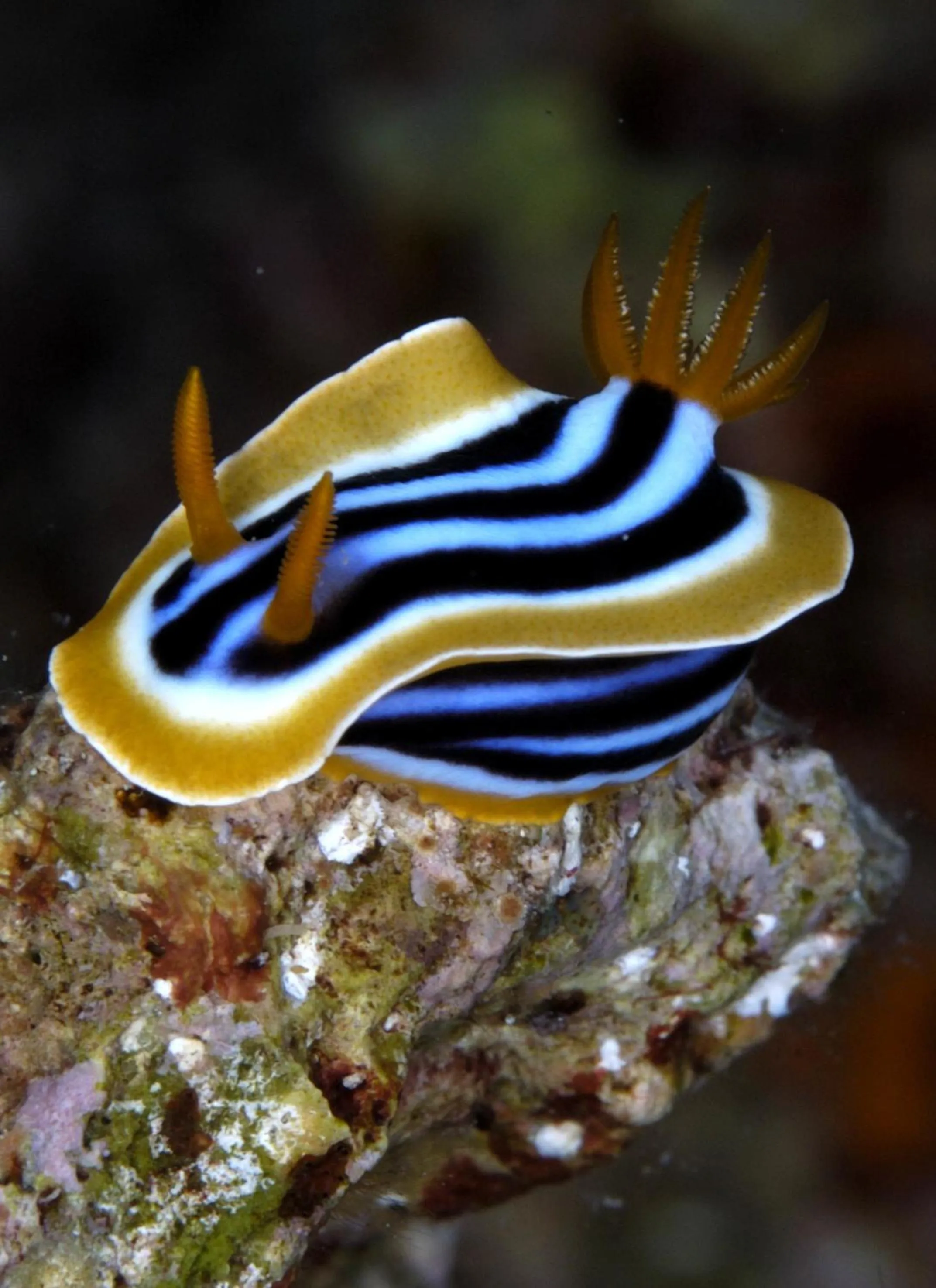 Animals in Whale Island Resort