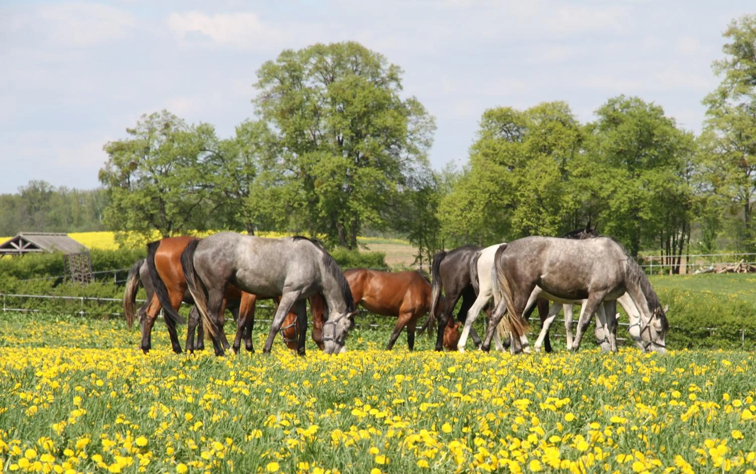 Animals in Pałac Galiny