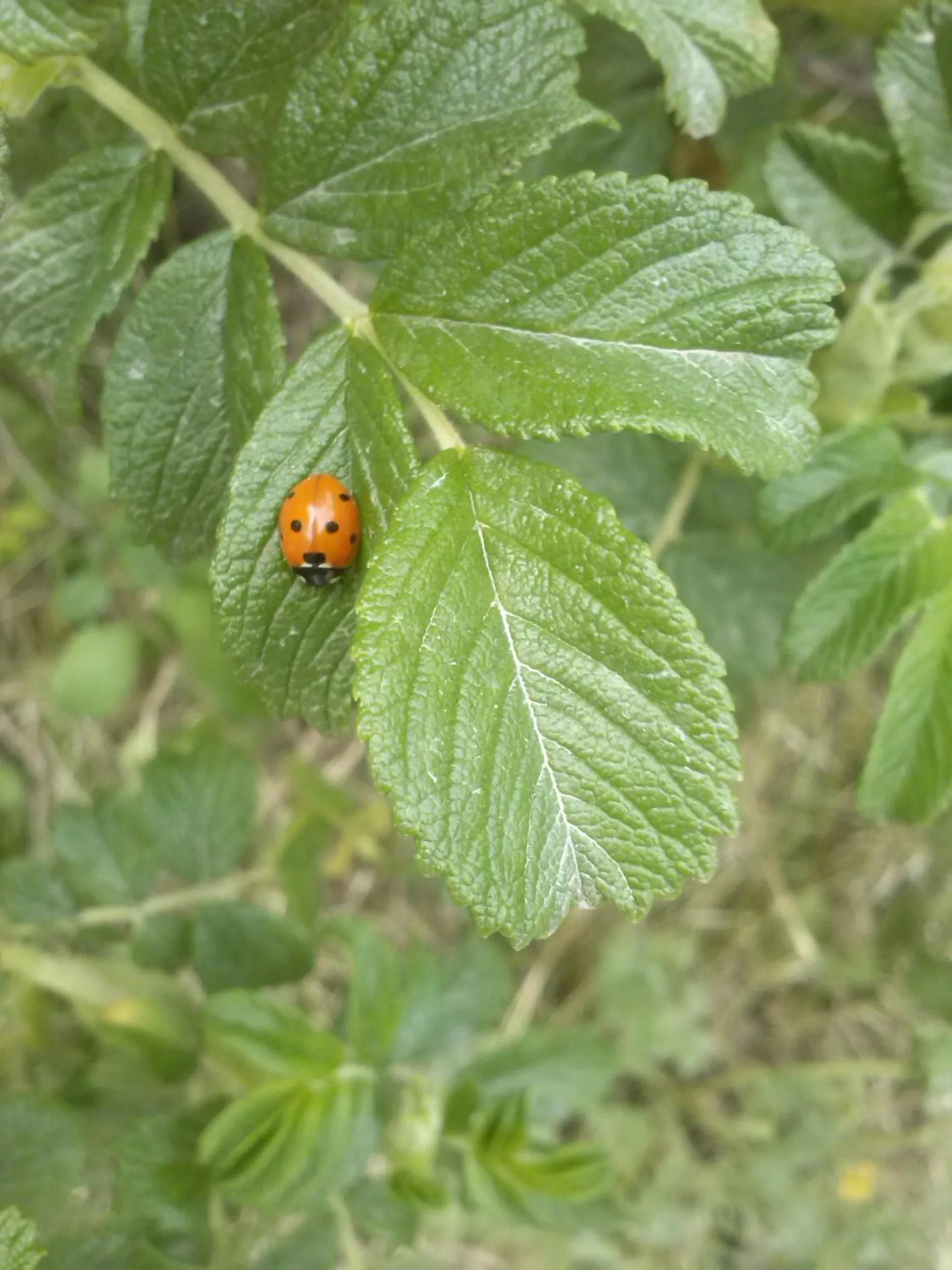Spring in Residence Lenzenau