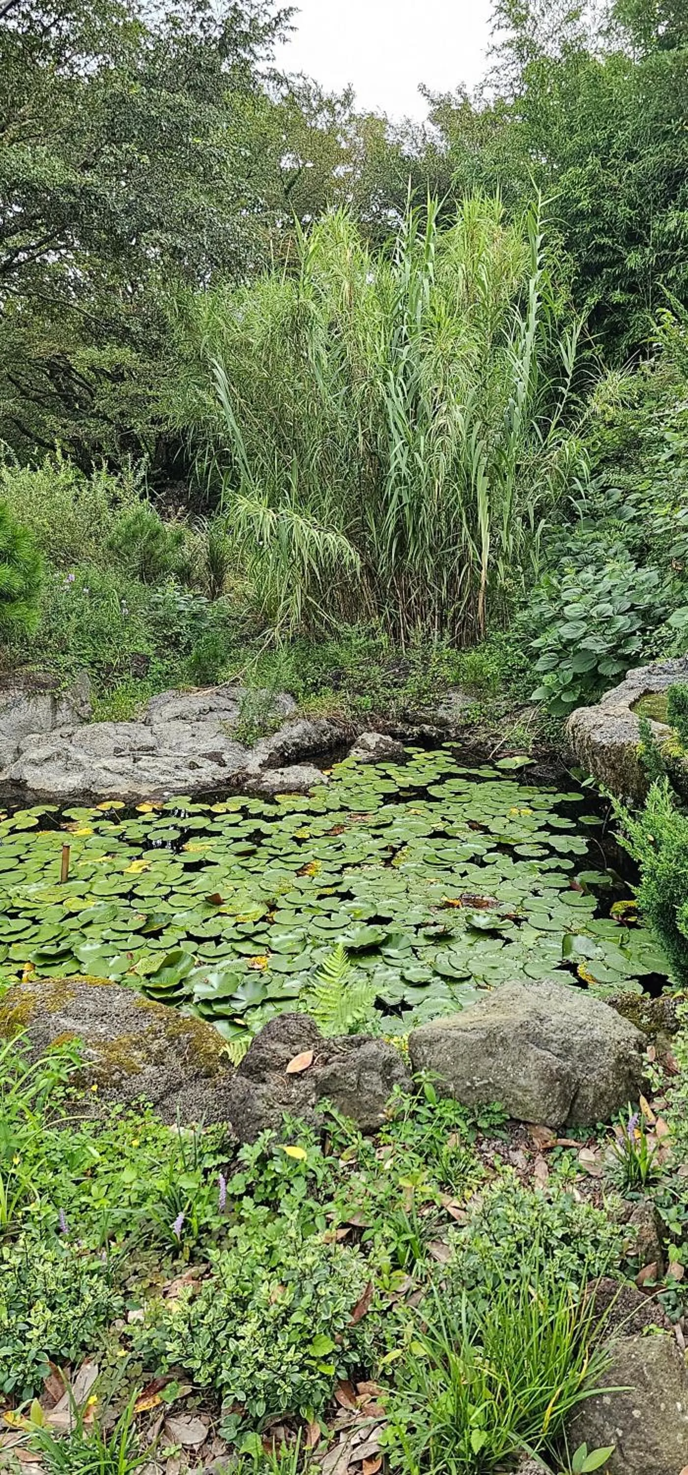 Gotjawal Geomunoreum Pension