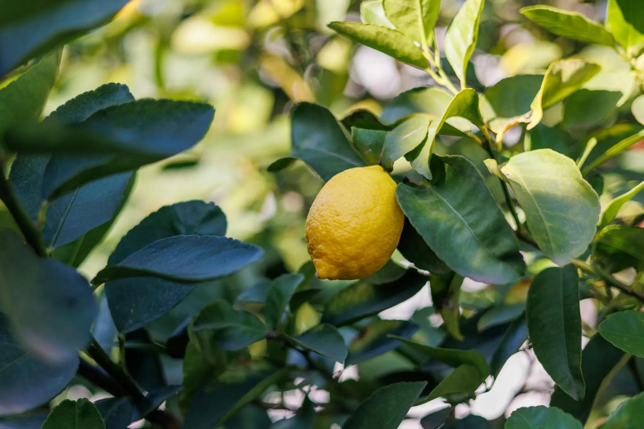 Spring in Boutique Hotel Los Limoneros