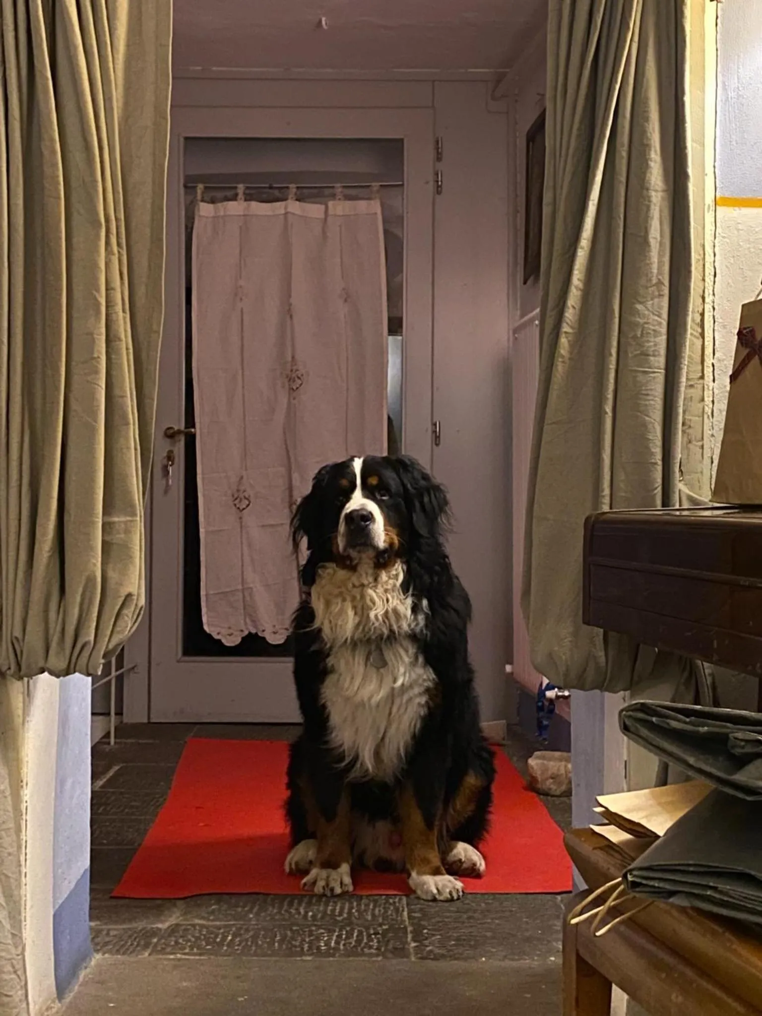 Animals in Viandanti, Artisti e Sognatori