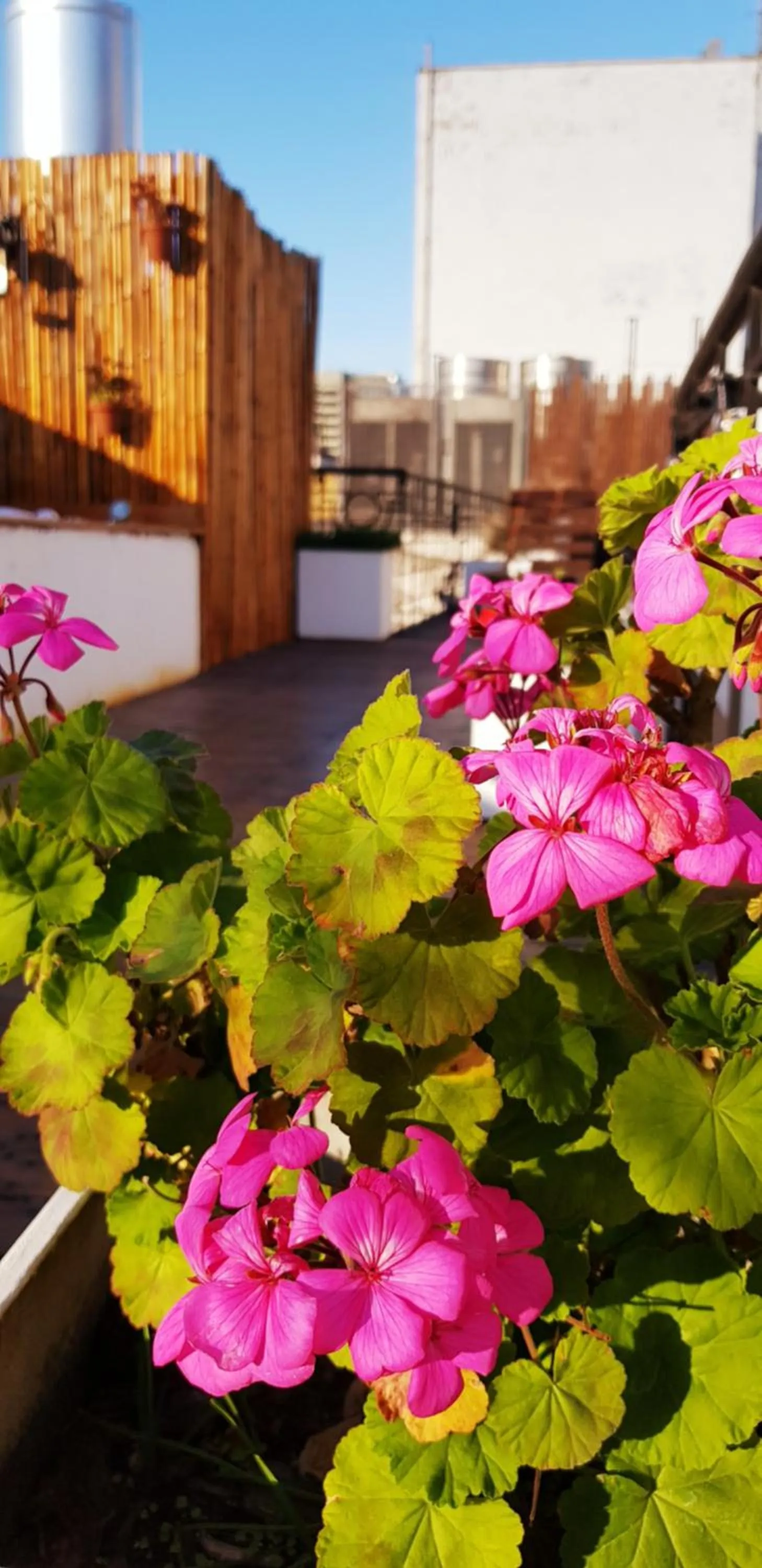 Balcony/Terrace in Telmho Hotel Boutique