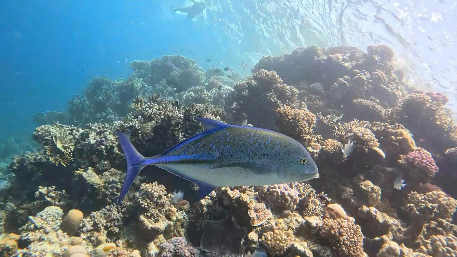 Sharm El Naga Resort and Diving Center