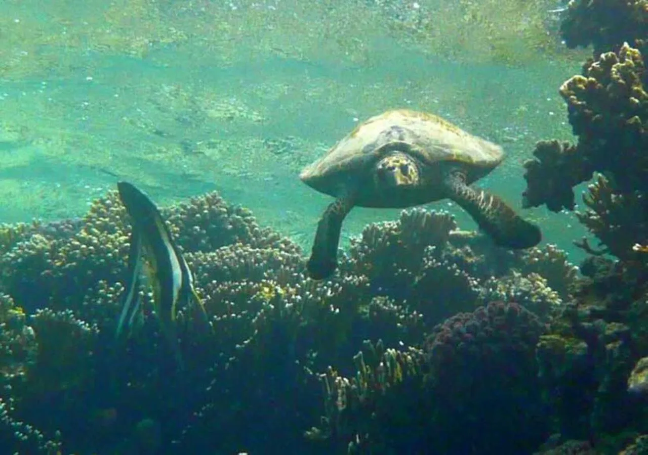 Sharm El Naga Resort and Diving Center