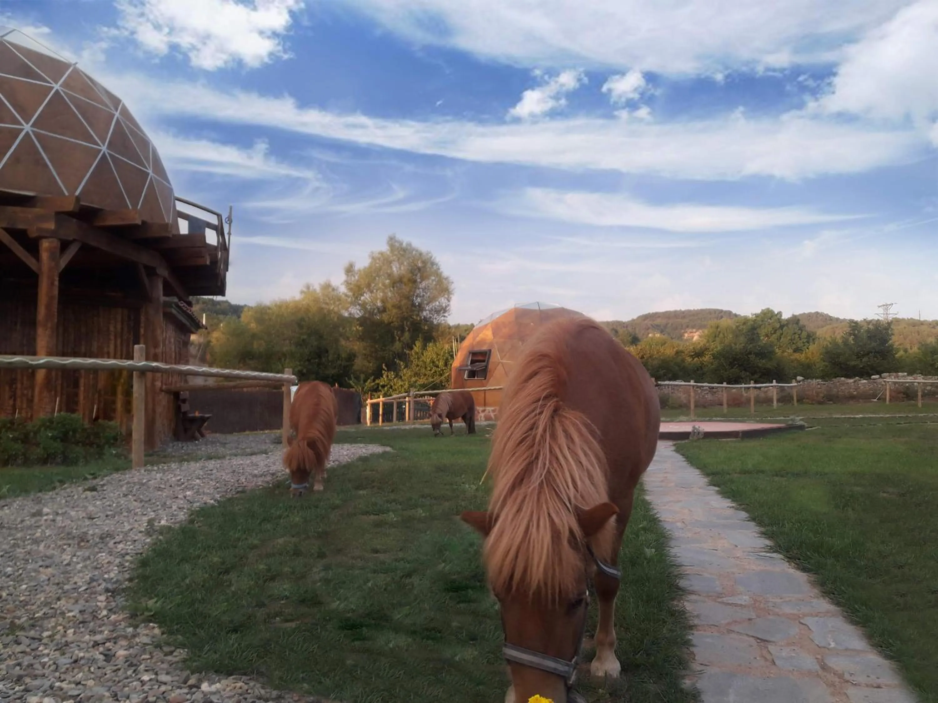 Animals in Xalet De Prades