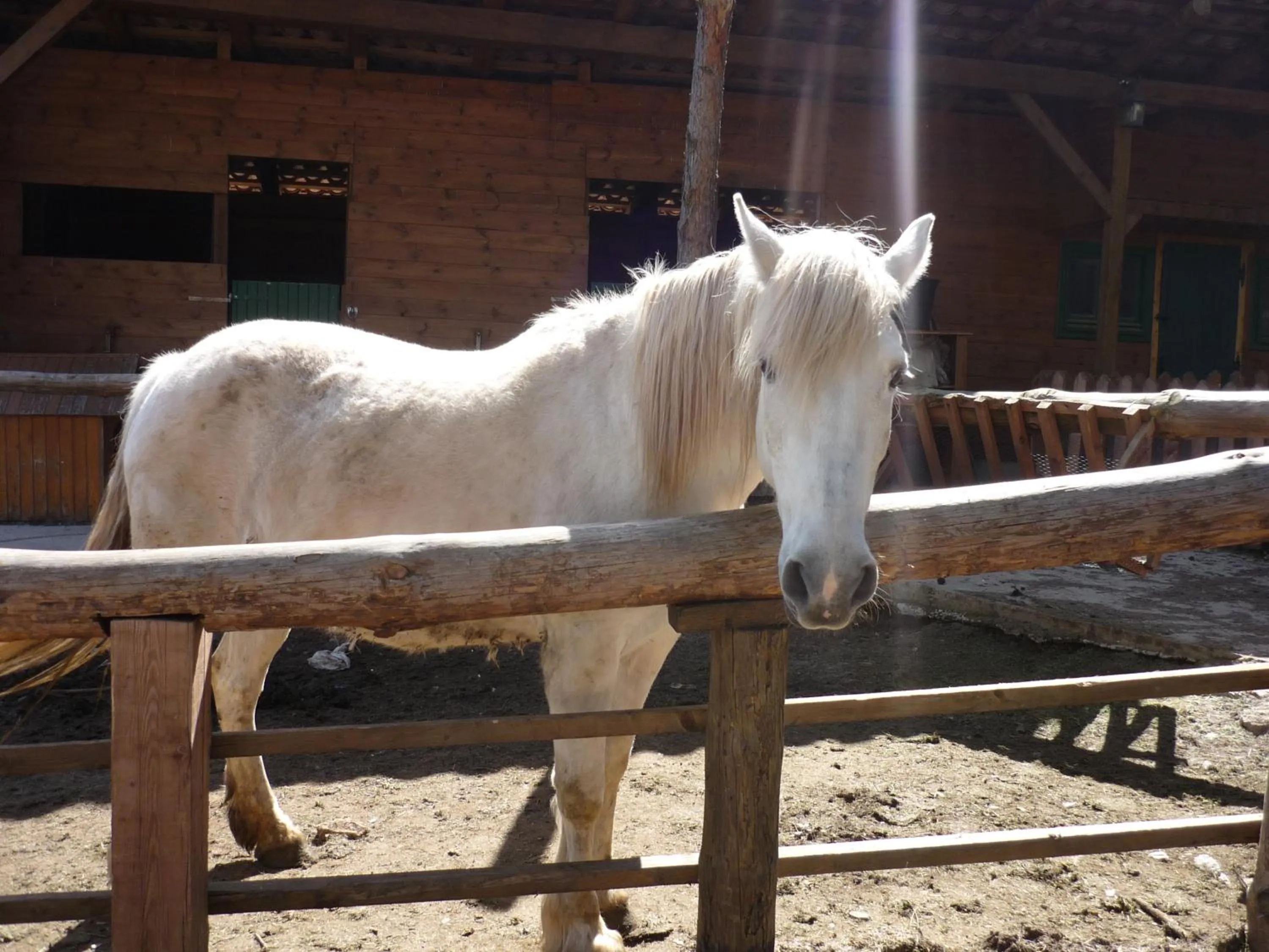 Animals in Xalet De Prades