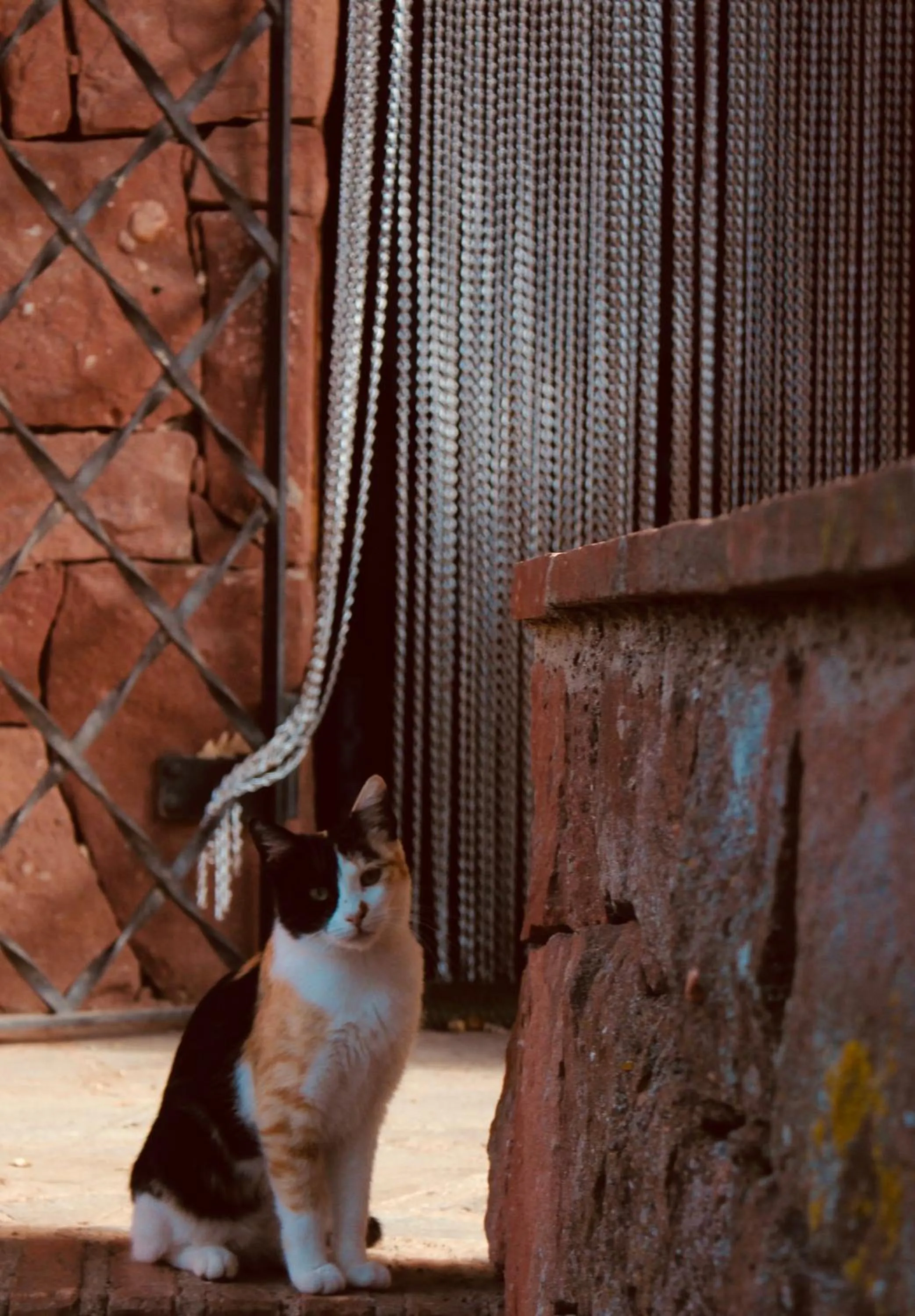 Animals in Xalet De Prades