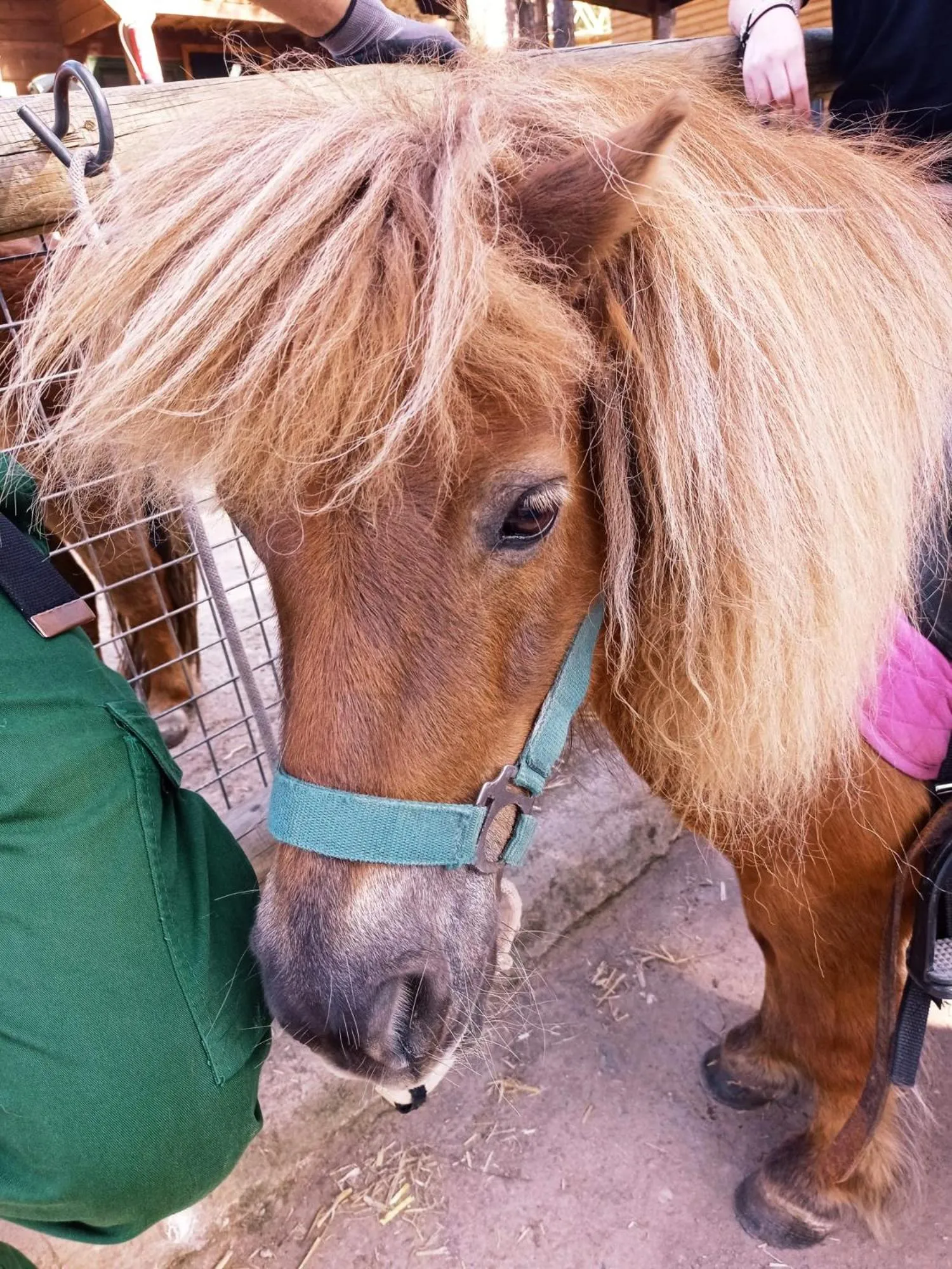 Animals in Xalet De Prades