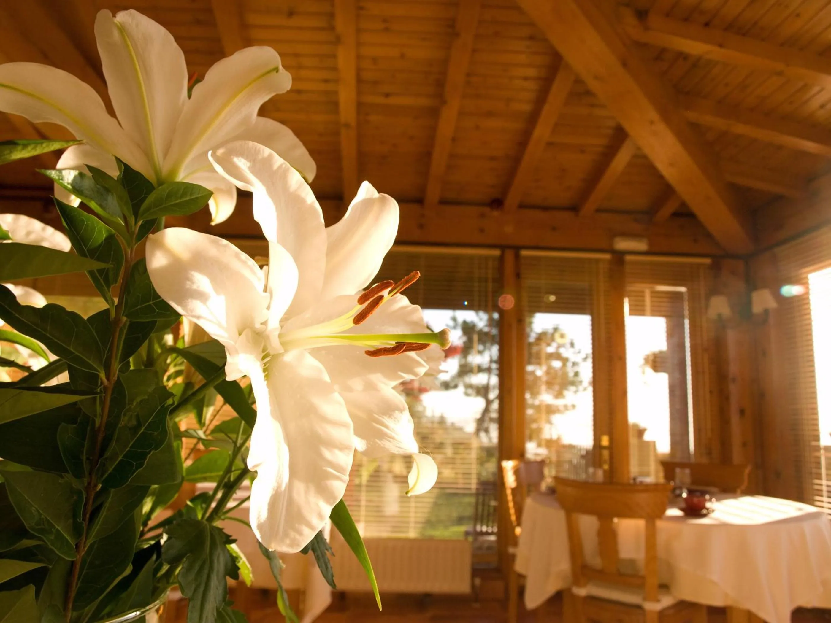 Restaurant/places to eat in Hotel Casa Camila