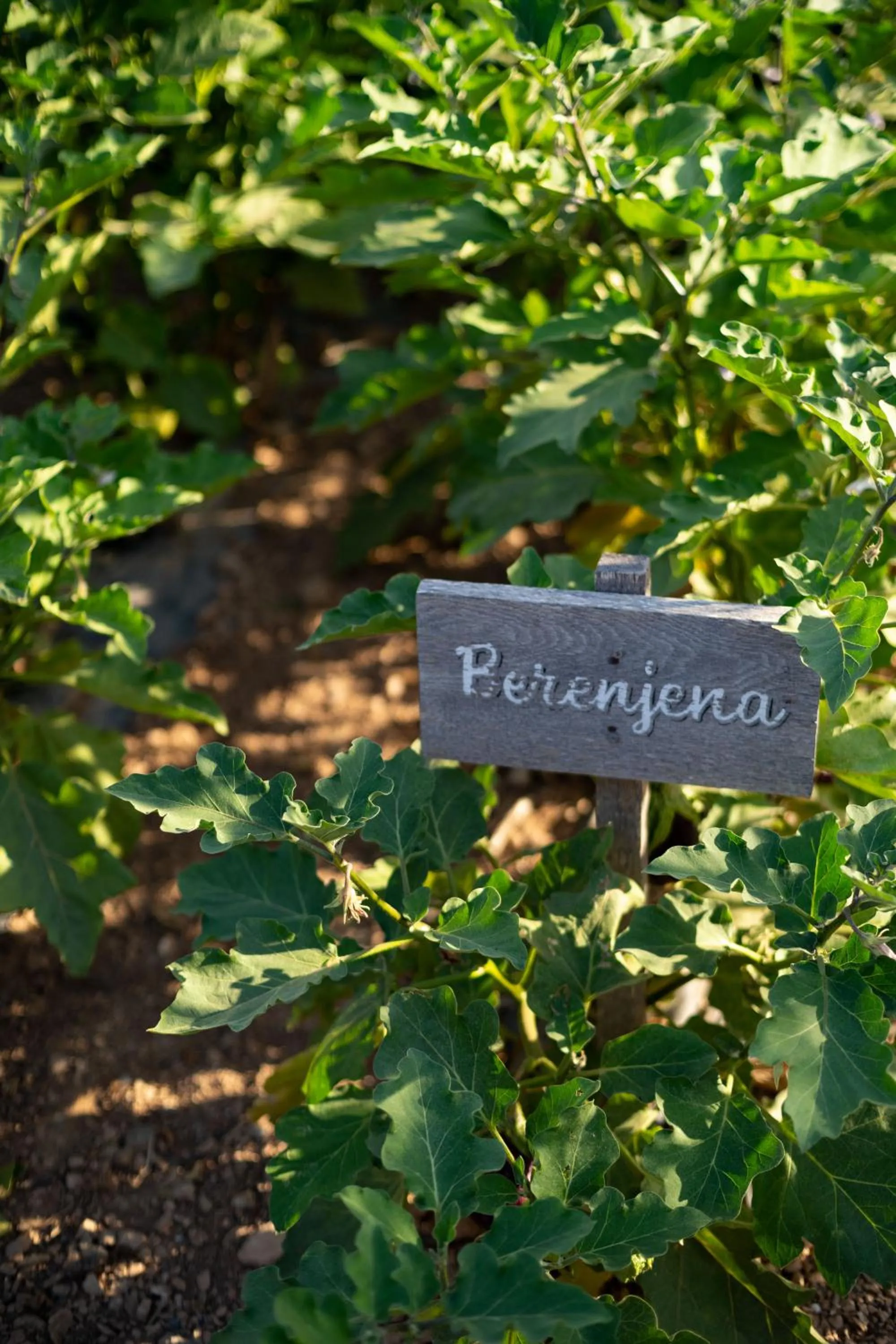 Restaurant/places to eat in Casa Maca