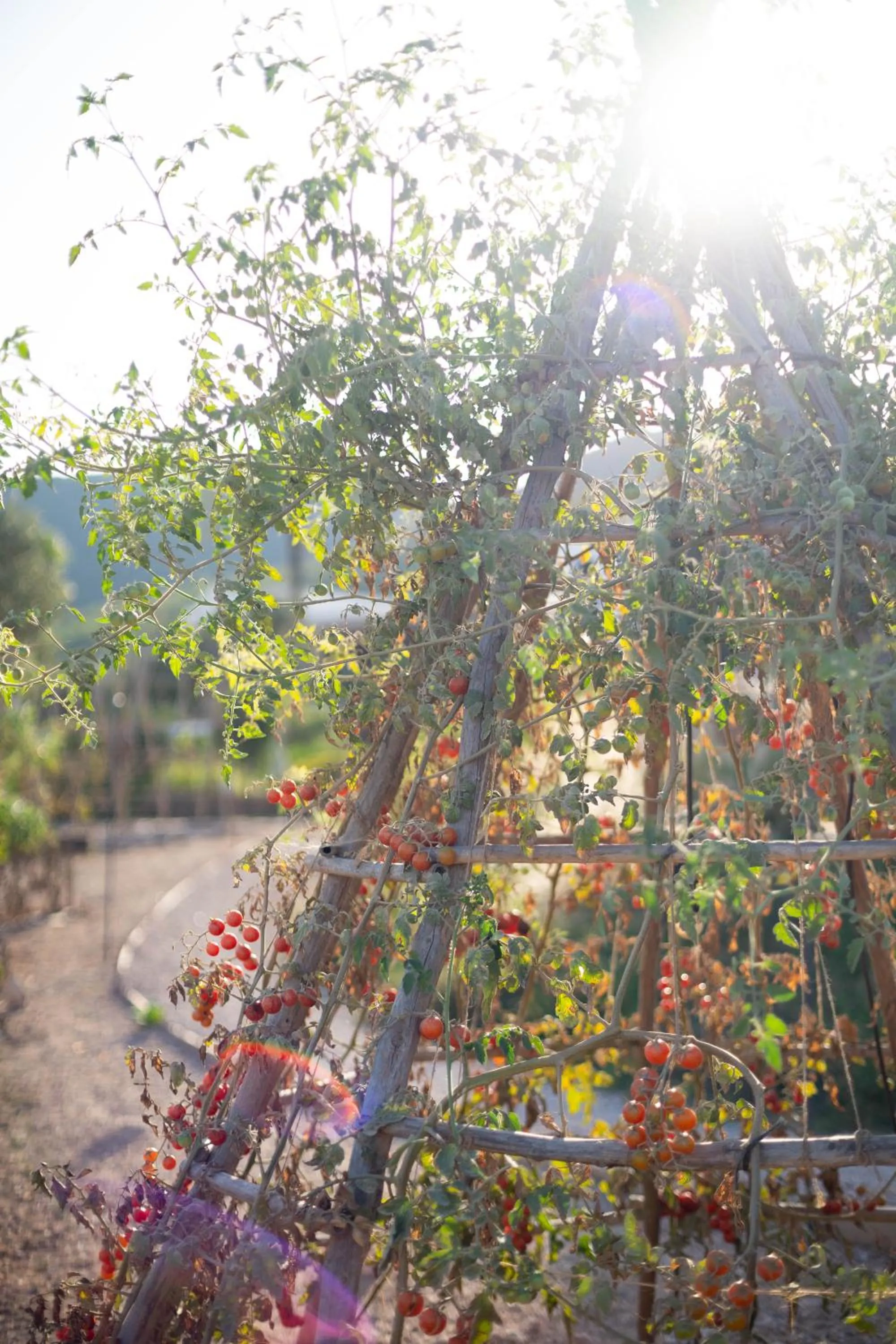 Restaurant/places to eat in Casa Maca