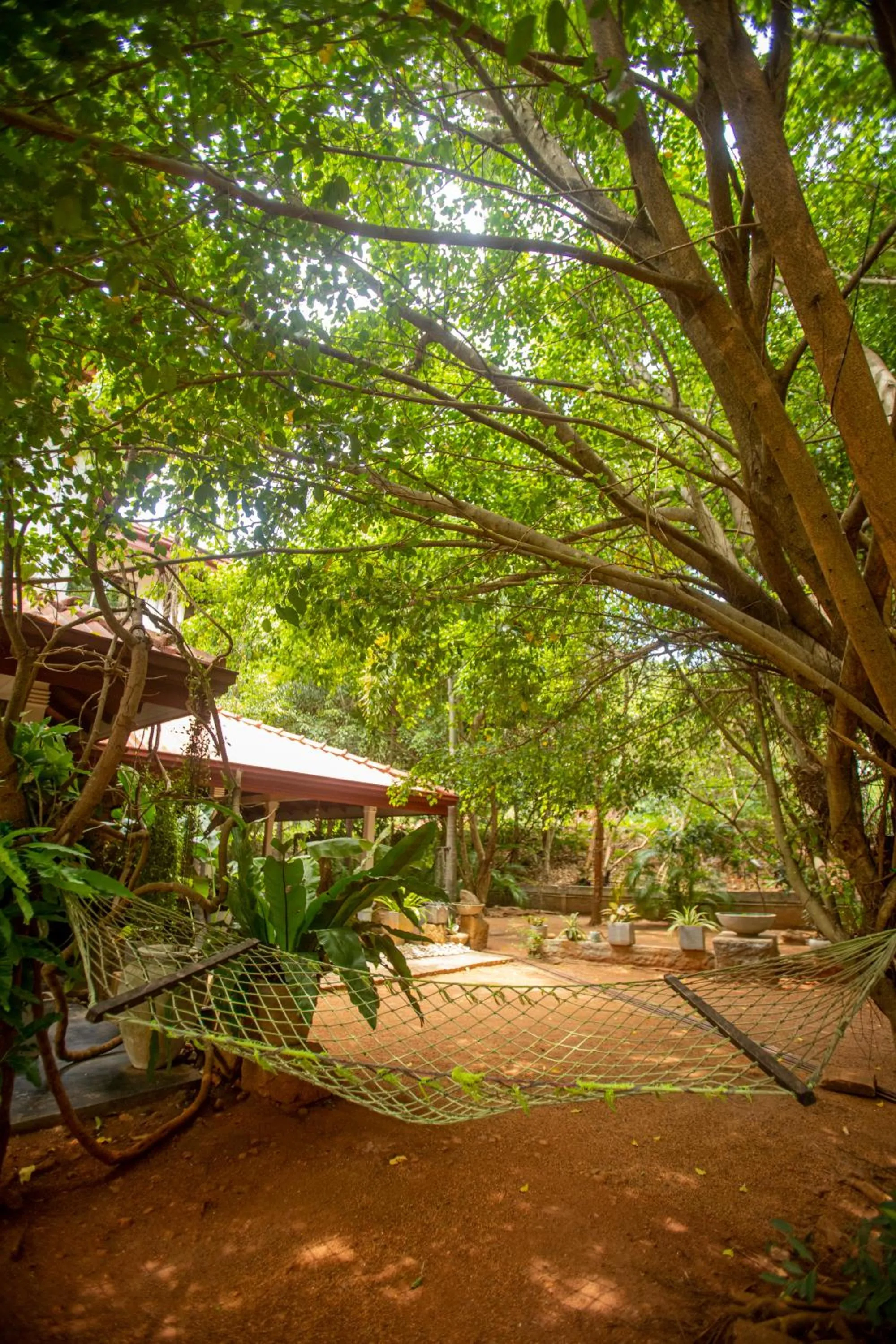 Garden in Evergreen Hotel Dambulla