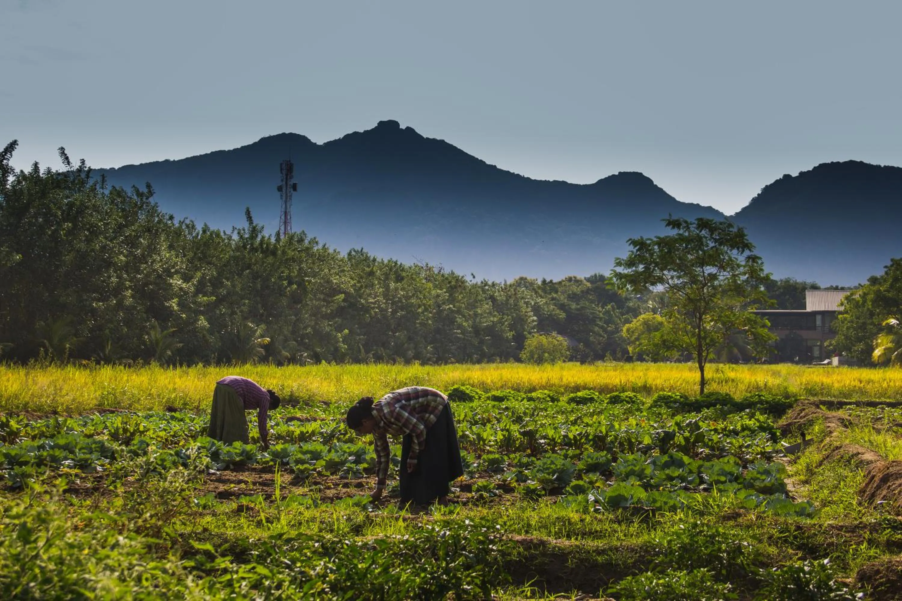 Natural landscape in Sigiriana Resort by Thilanka