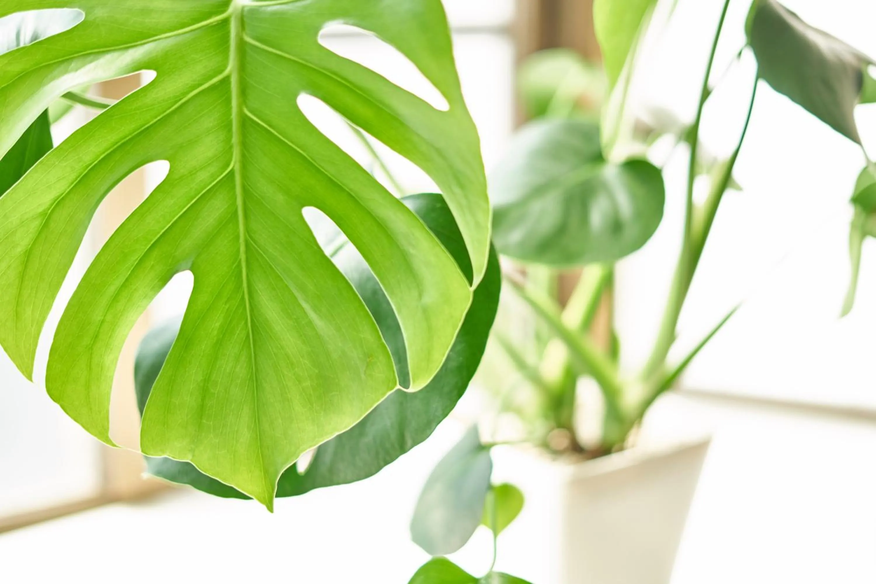 Decorative detail in Koh