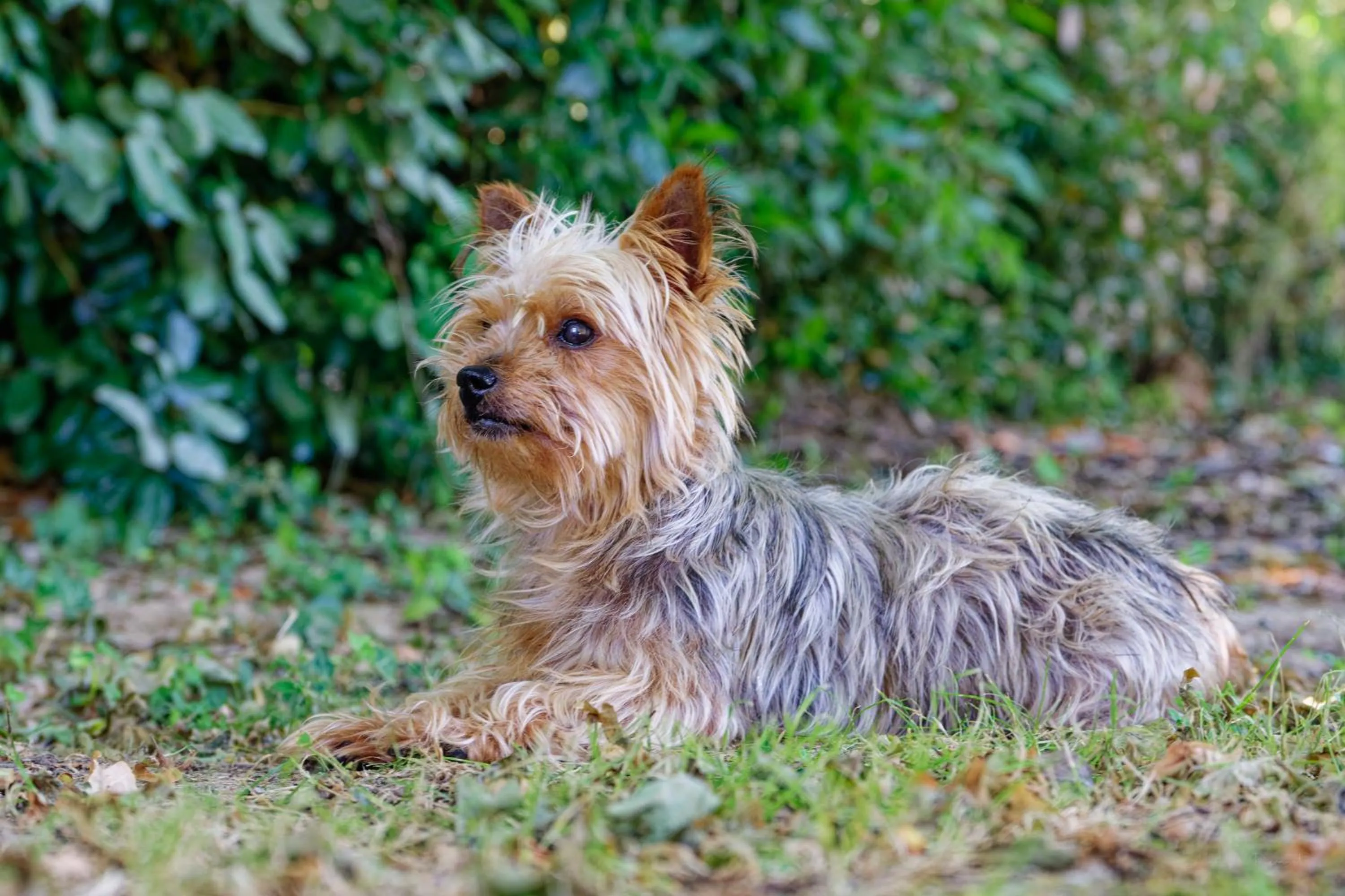 Mas des Vignes Piscine chauffée
