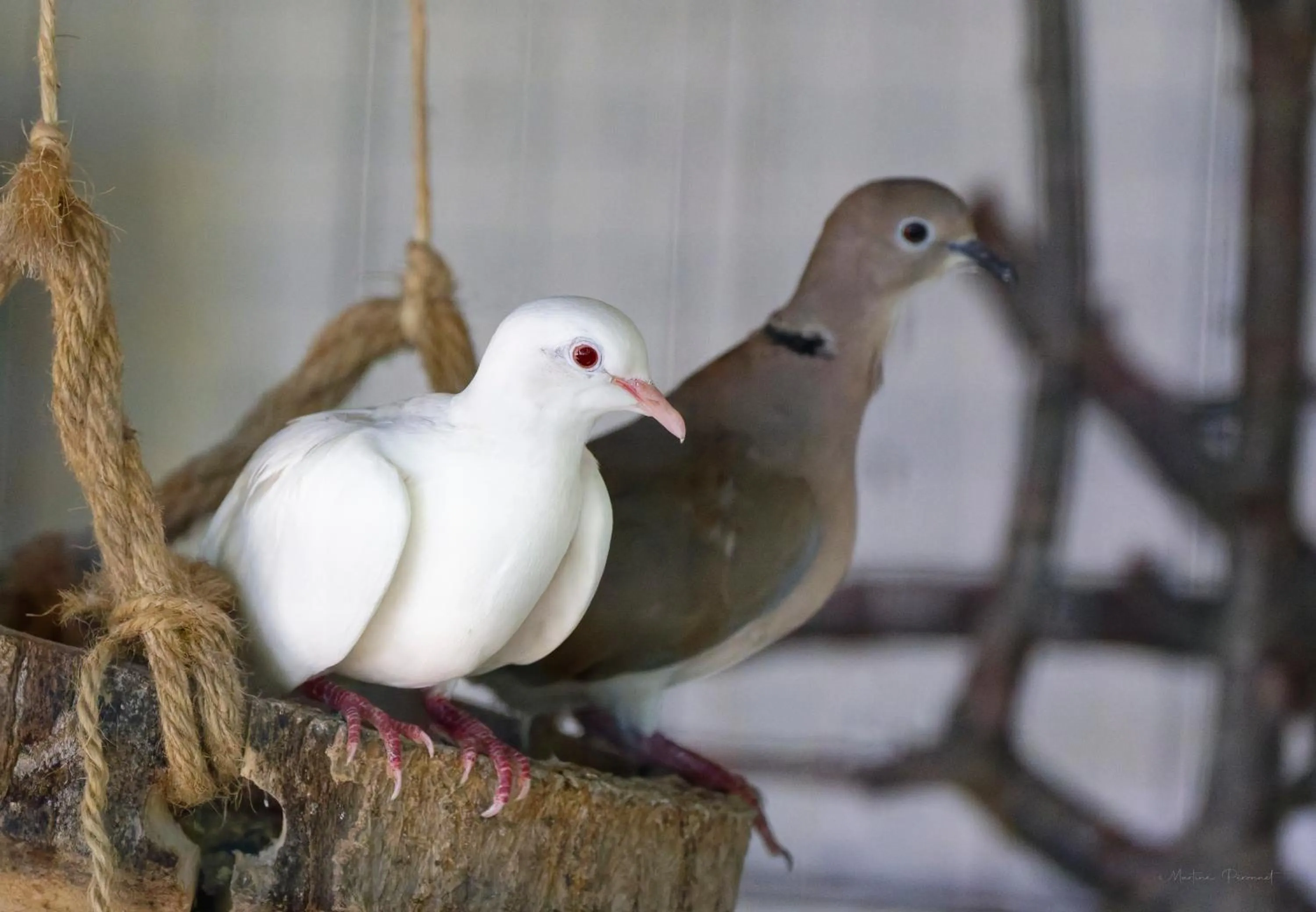 Mas des Vignes Piscine chauffée