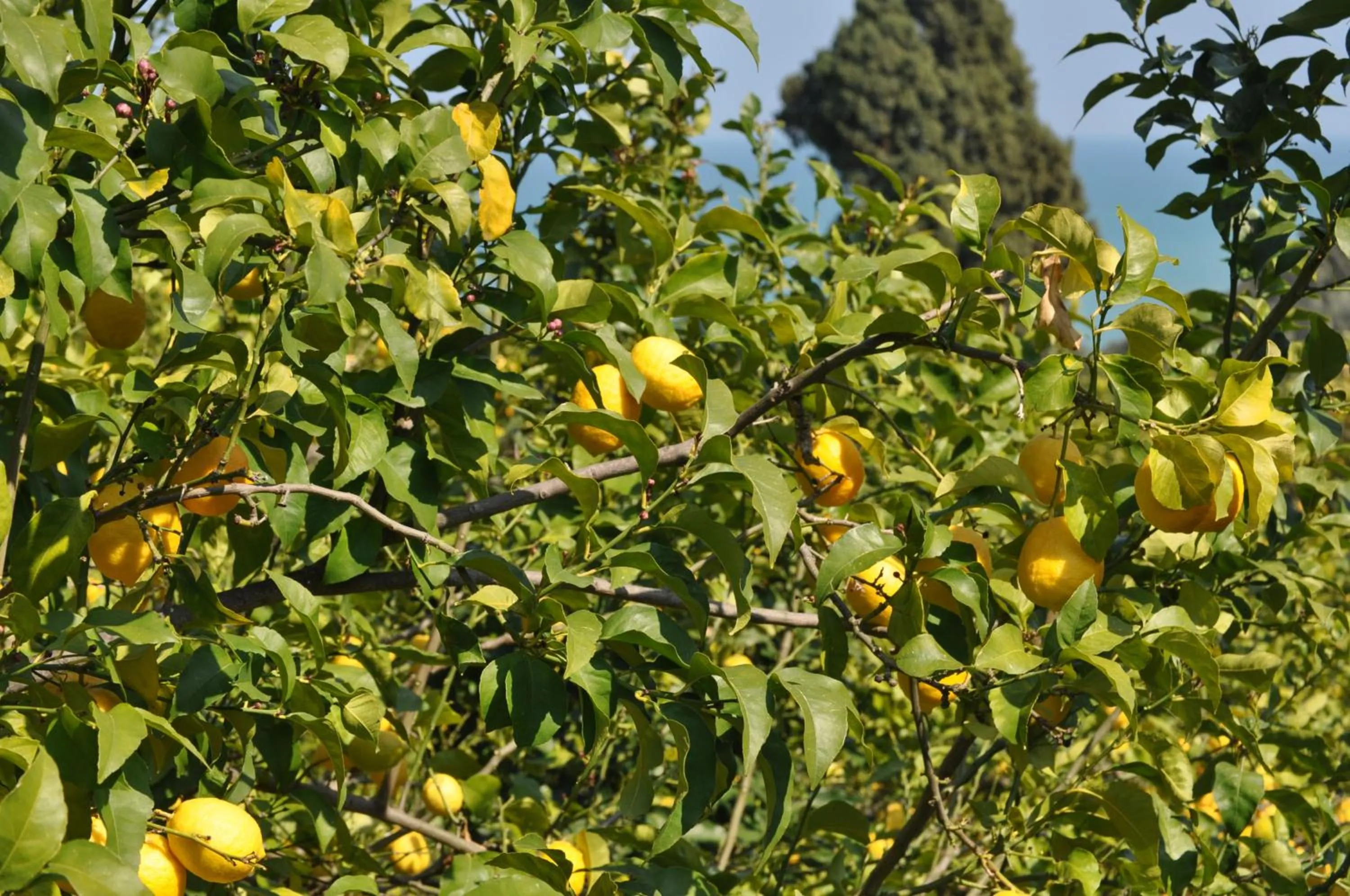 Natural landscape in Hotel Solaria