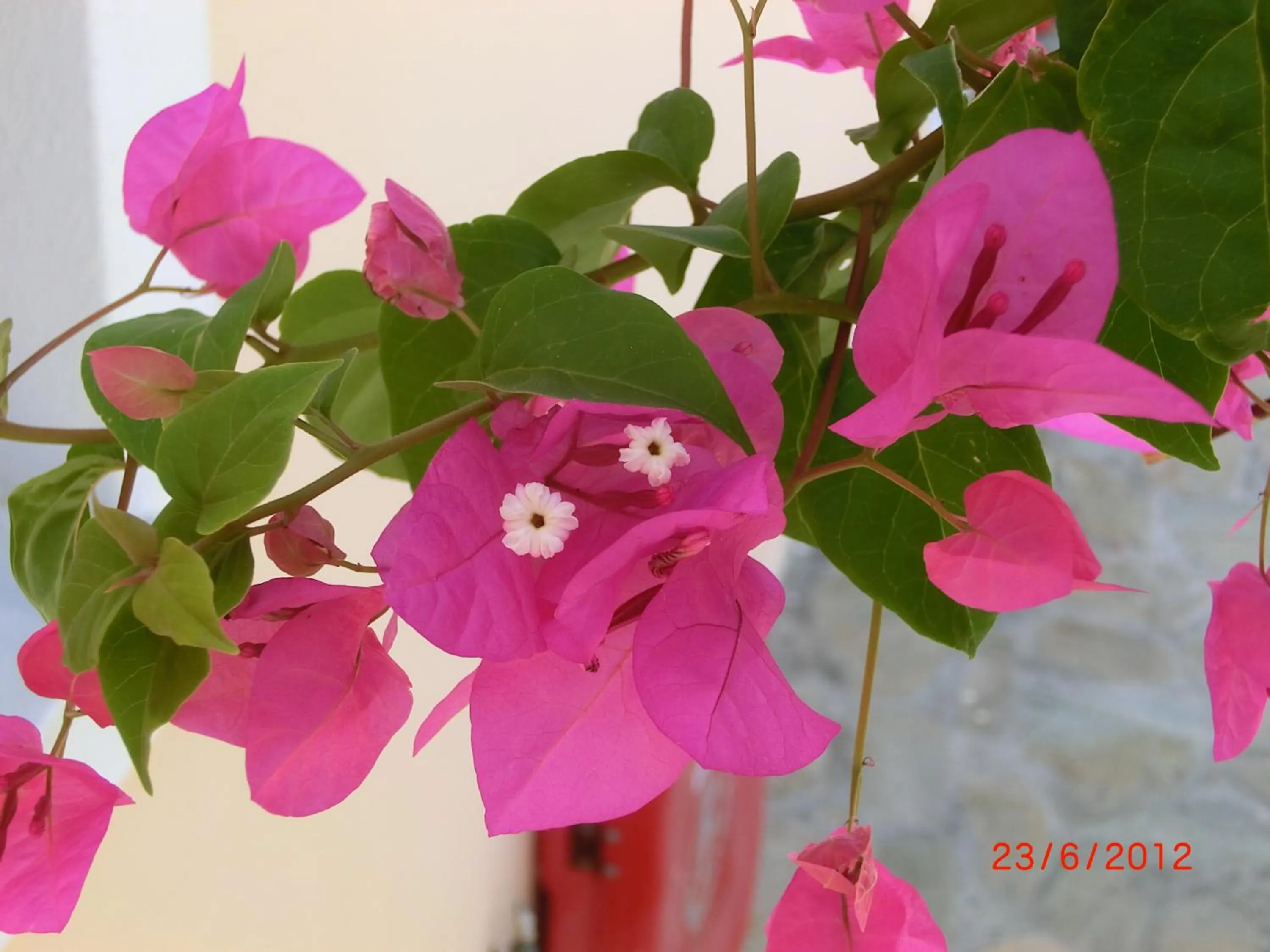 Other in Aegean View Hotel