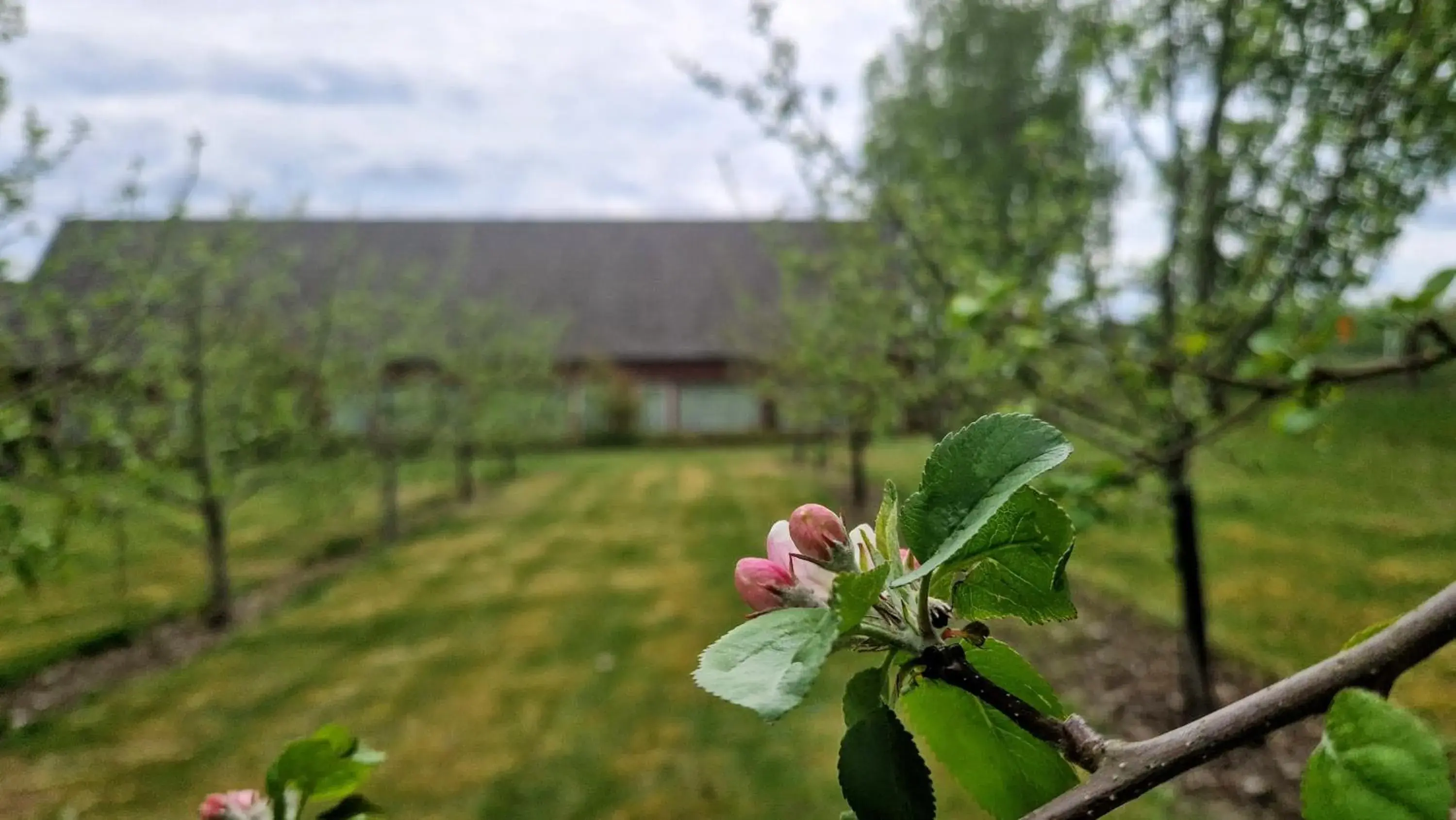 Twin Room with Terrace - single occupancy in Toftastrand Hotell Twin Room with Terrace - single occupancy in Toftastrand Hotell