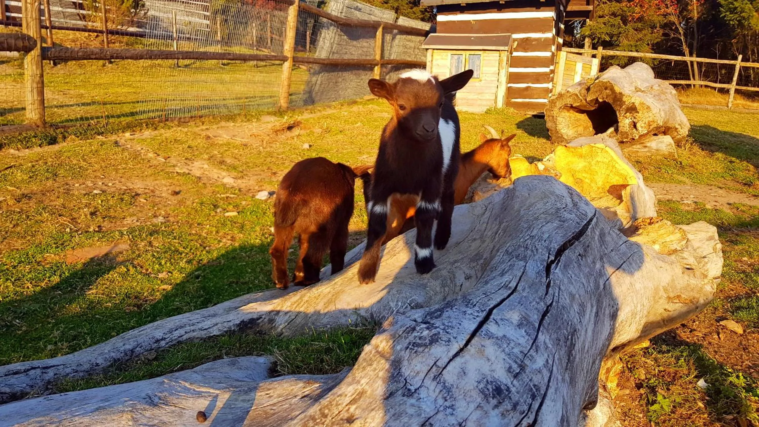 Garden in Horský hotel Kolínská bouda