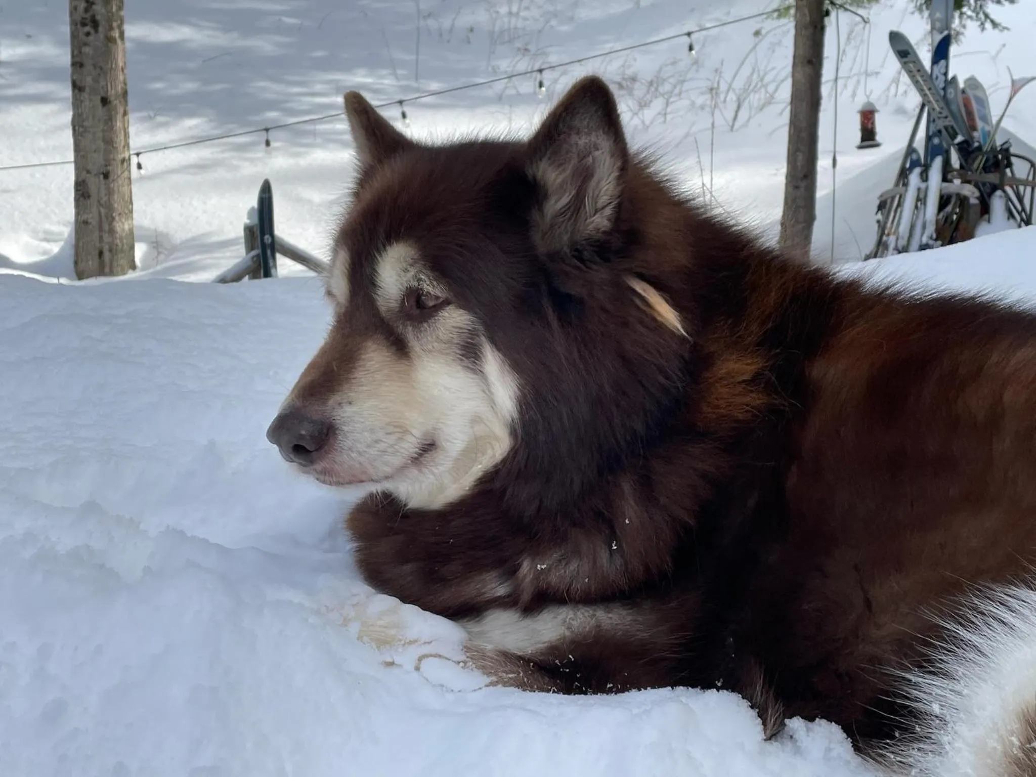 Grunberg Haus Inn & Cabins