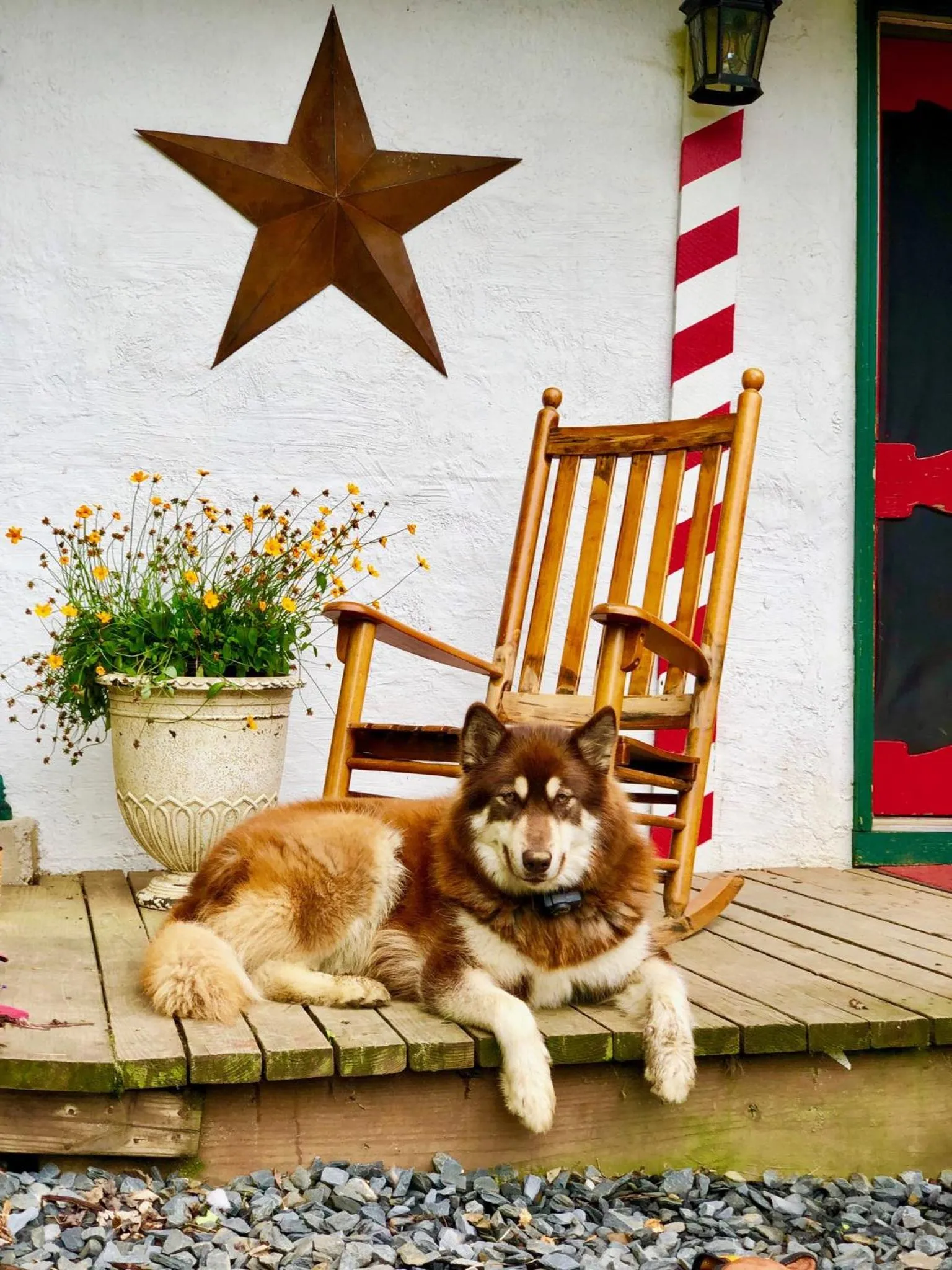 Pets in Grunberg Haus Inn & Cabins